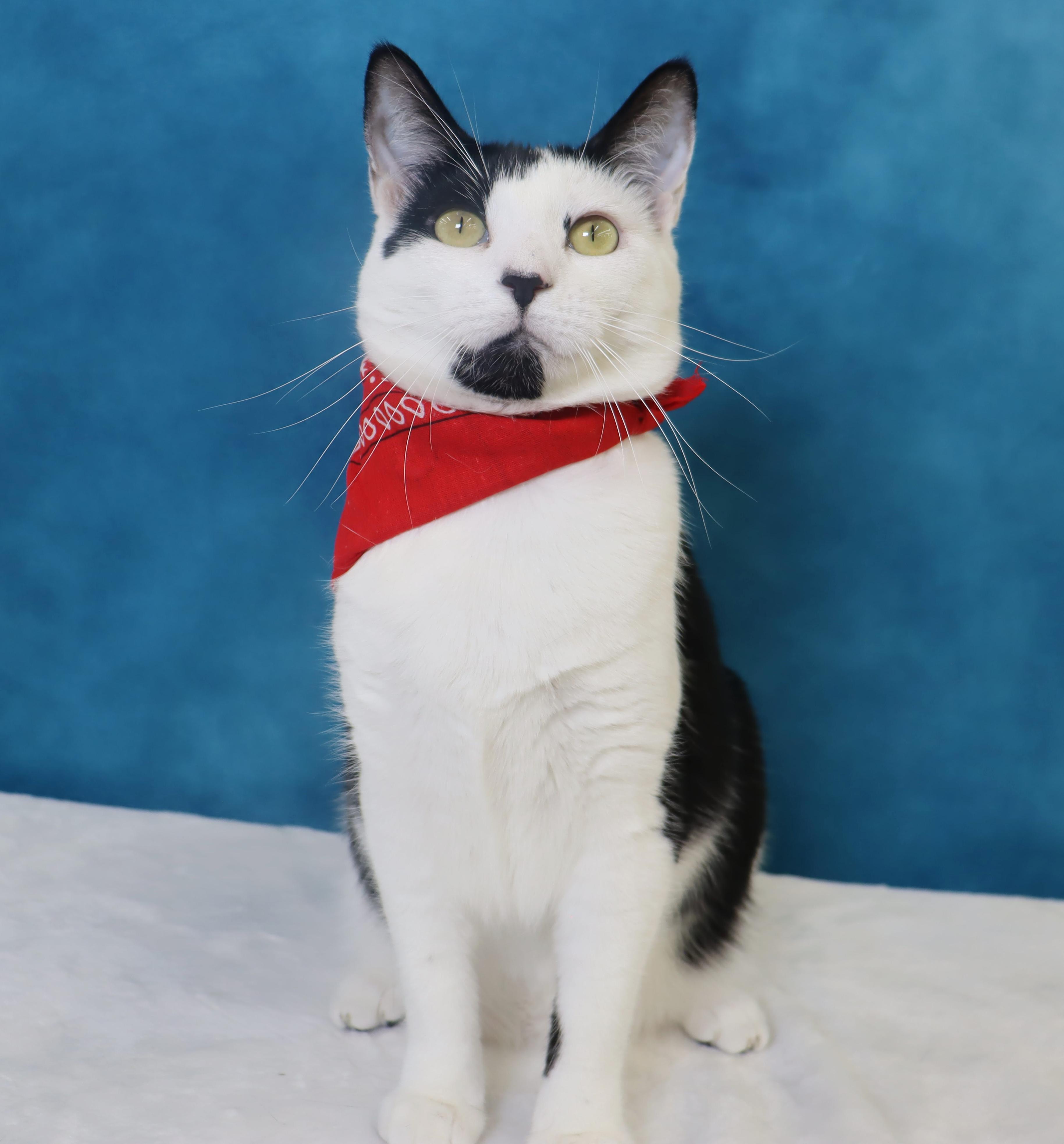 Enlarge Coraline - Loves Being Dramatic, a Adoptable Domestic Short Hair in League City, TX image 4/6