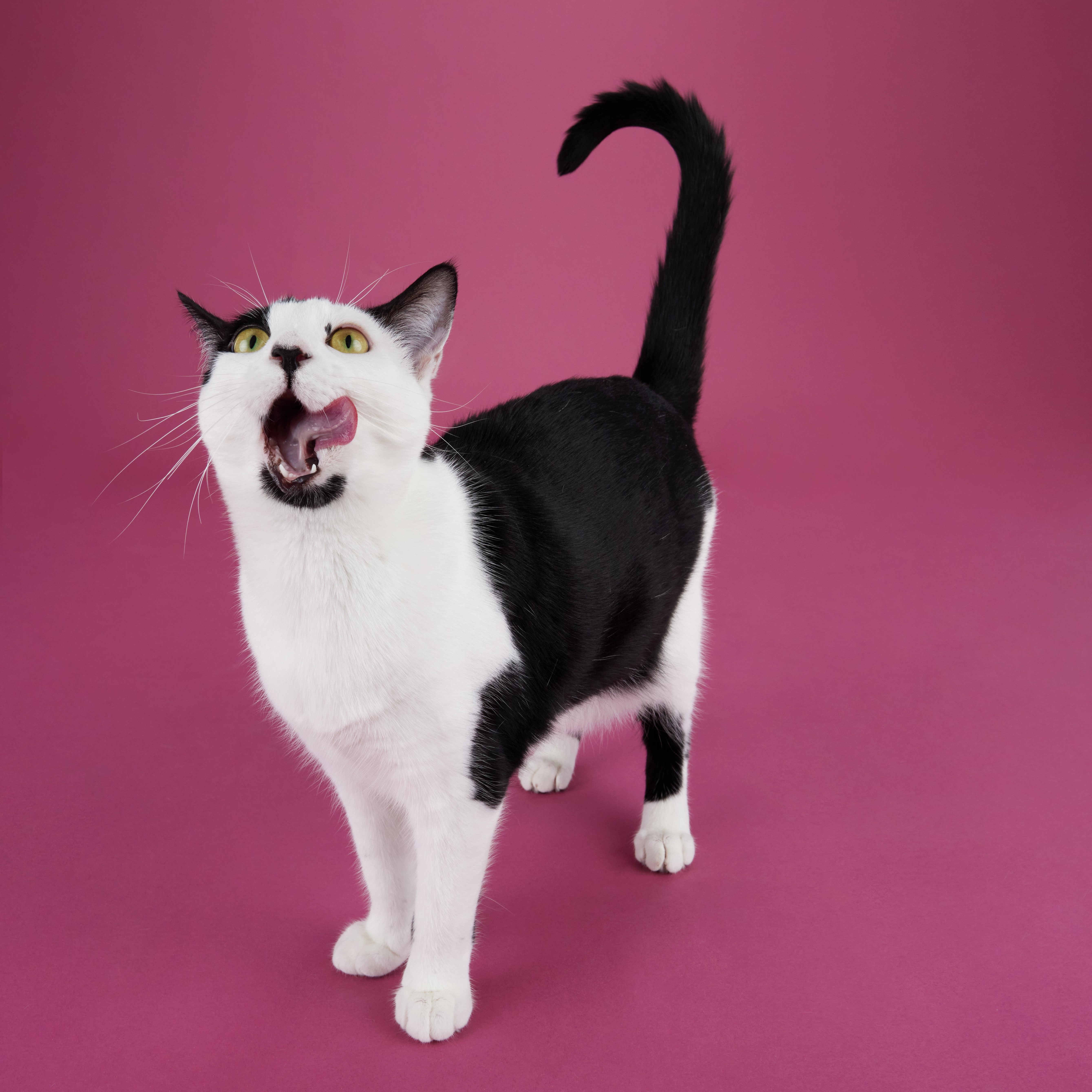Coraline - Loves Being Dramatic, Adoptable, Young Female Domestic Short Hair.
