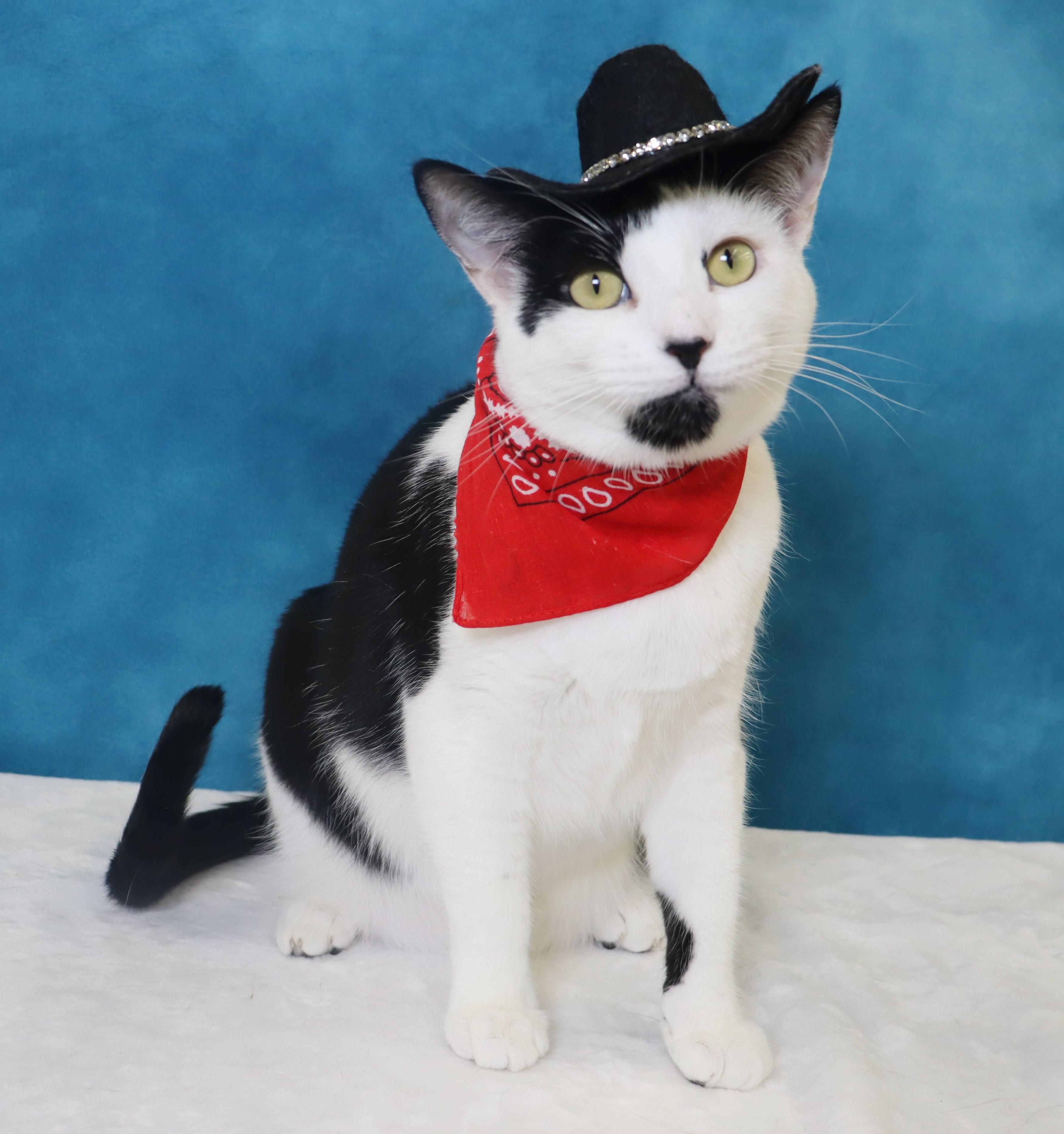 Coraline - Loves Being Dramatic, Adoptable, Young Female Domestic Short Hair.