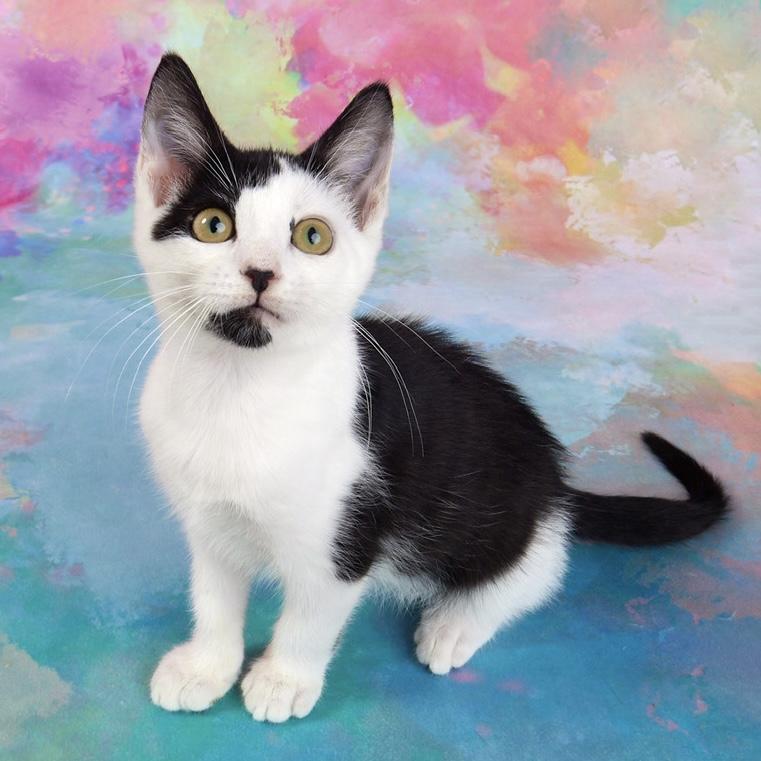 Enlarge Coraline - Pretty as a Picture!, a Adoptable Domestic Short Hair in League City, TX image 5/6