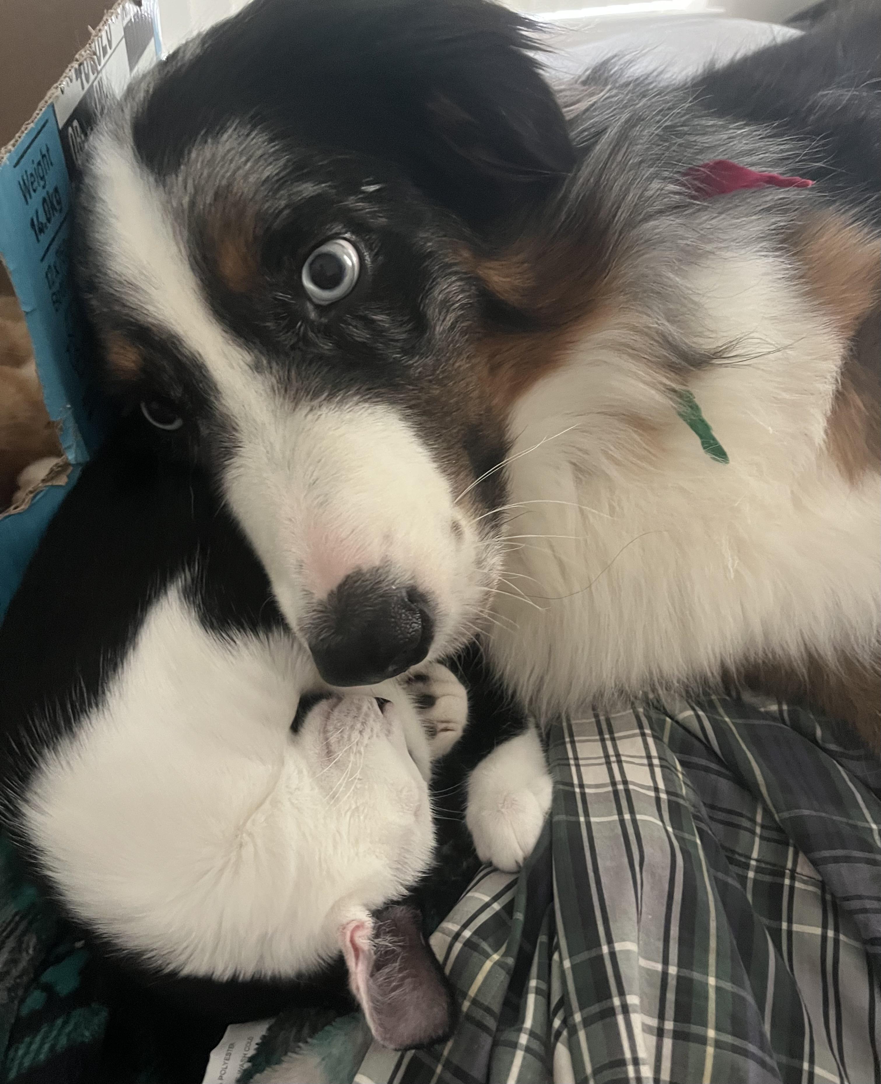 Coraline - Pretty as a Picture! Would Love a Buddy!