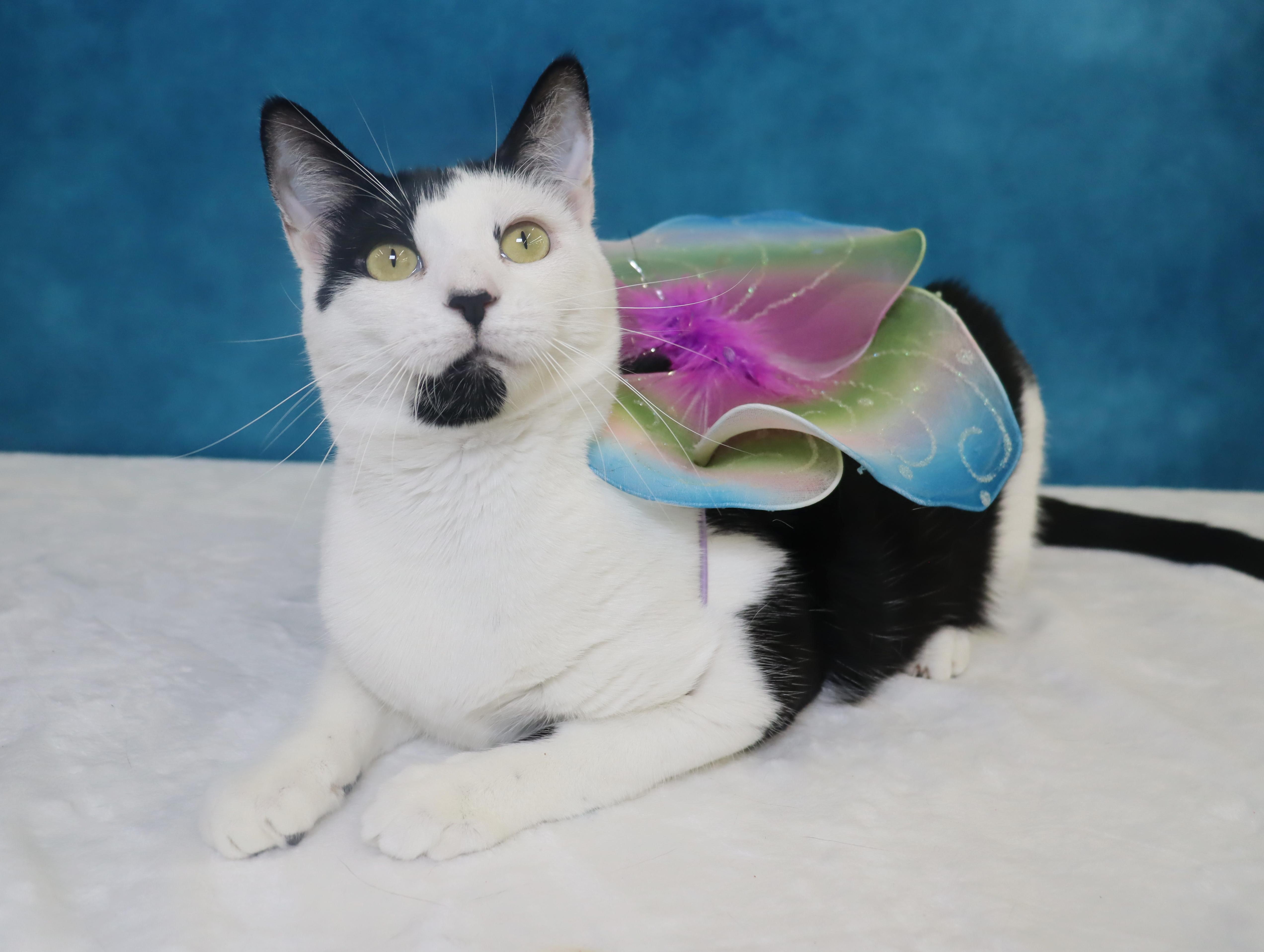 Enlarge Coraline - Loves Being Dramatic, a Adoptable Domestic Short Hair in League City, TX image 5/6