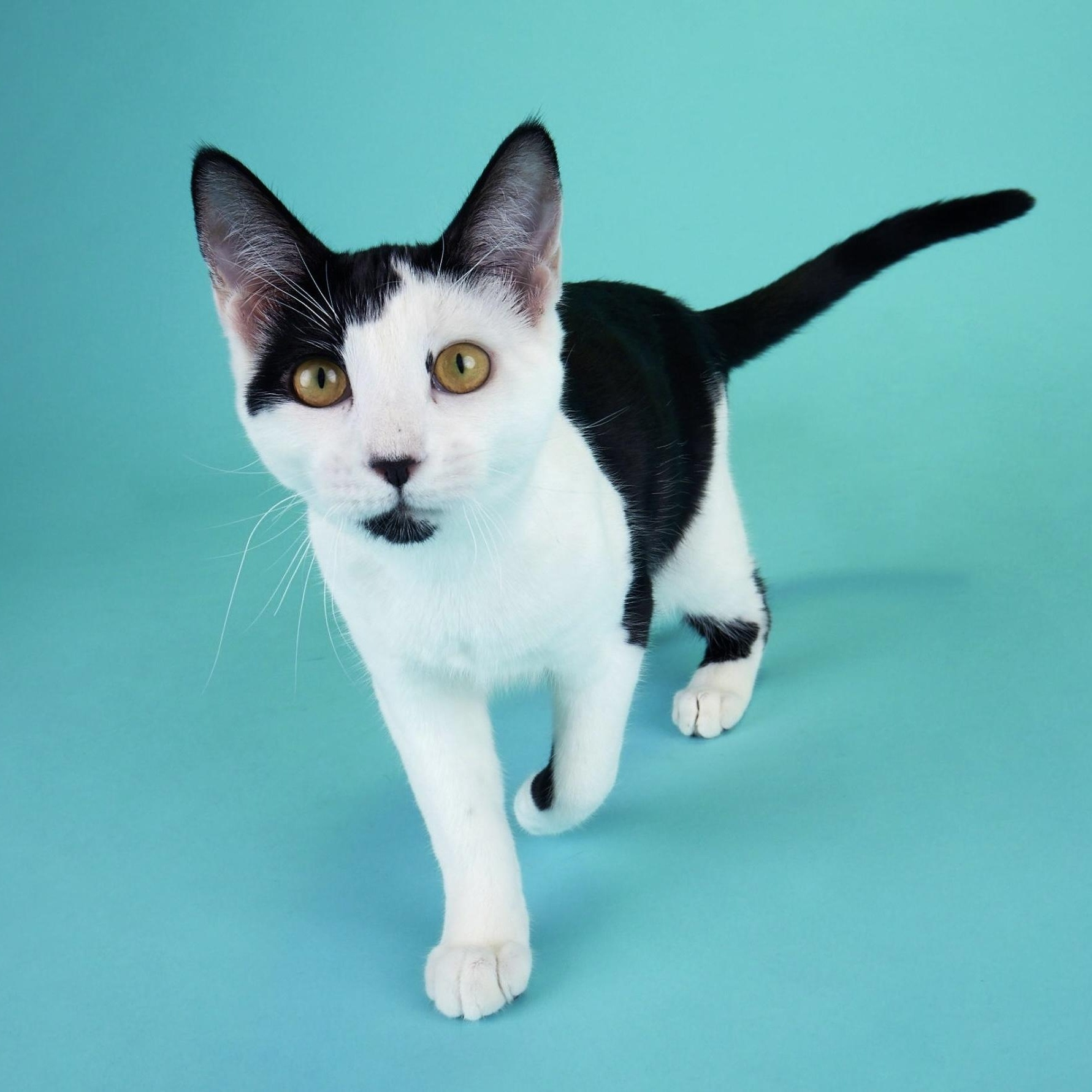 Coraline - Pretty as a Picture!, Adoptable, Kitten Female Domestic Short Hair.