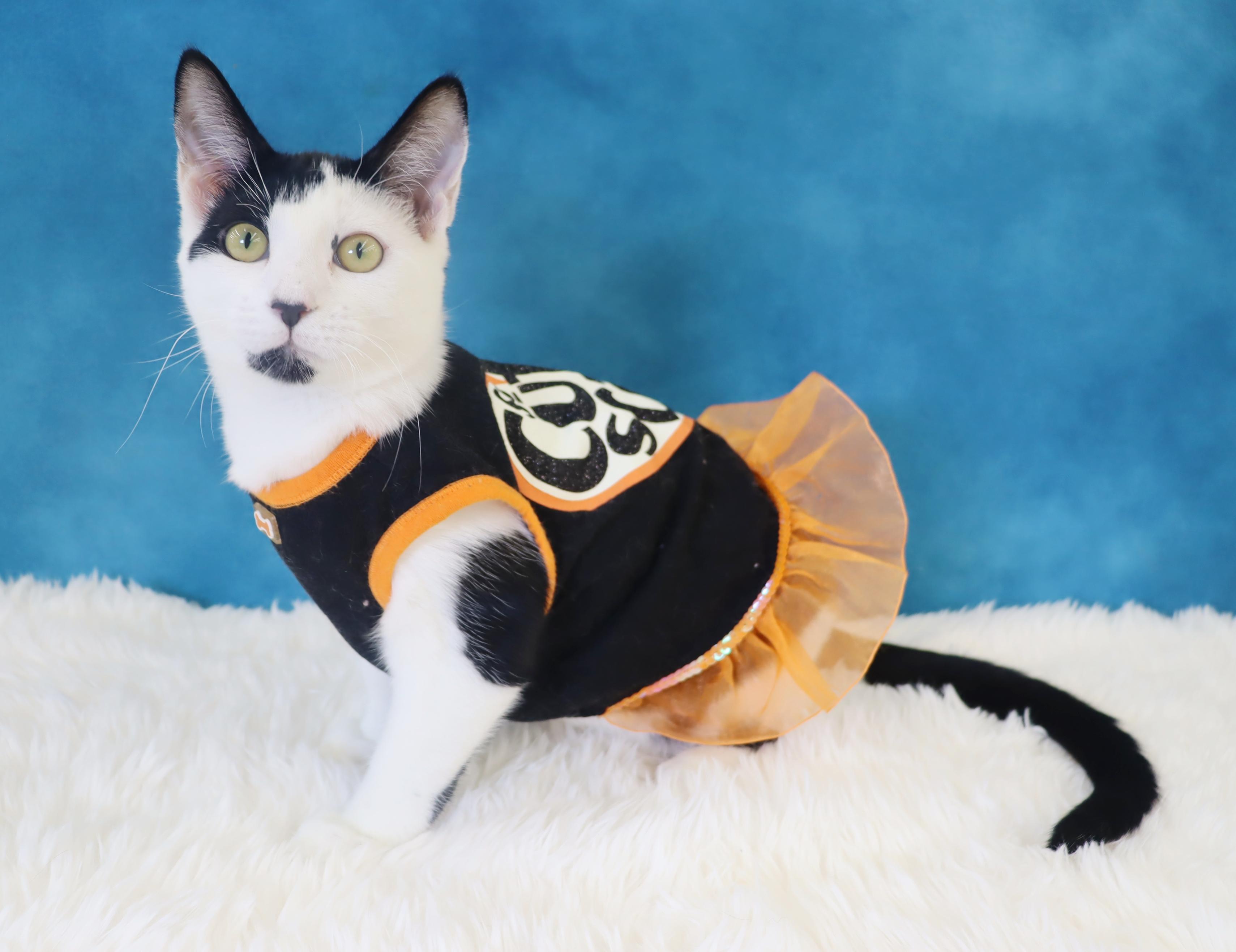 Coraline - Pretty as a Picture! Would Love a Buddy!