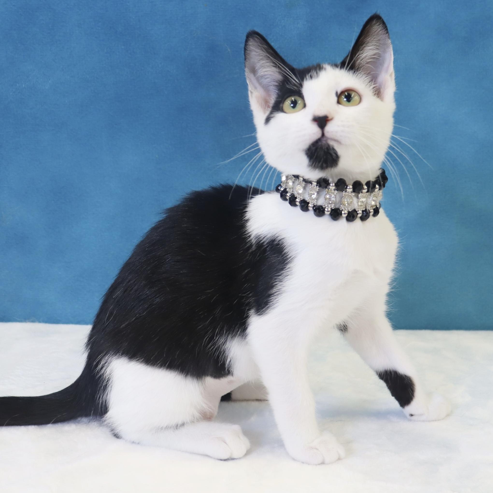 Enlarge Coraline - Pretty as a Picture!, a Adoptable Domestic Short Hair in League City, TX image 4/6