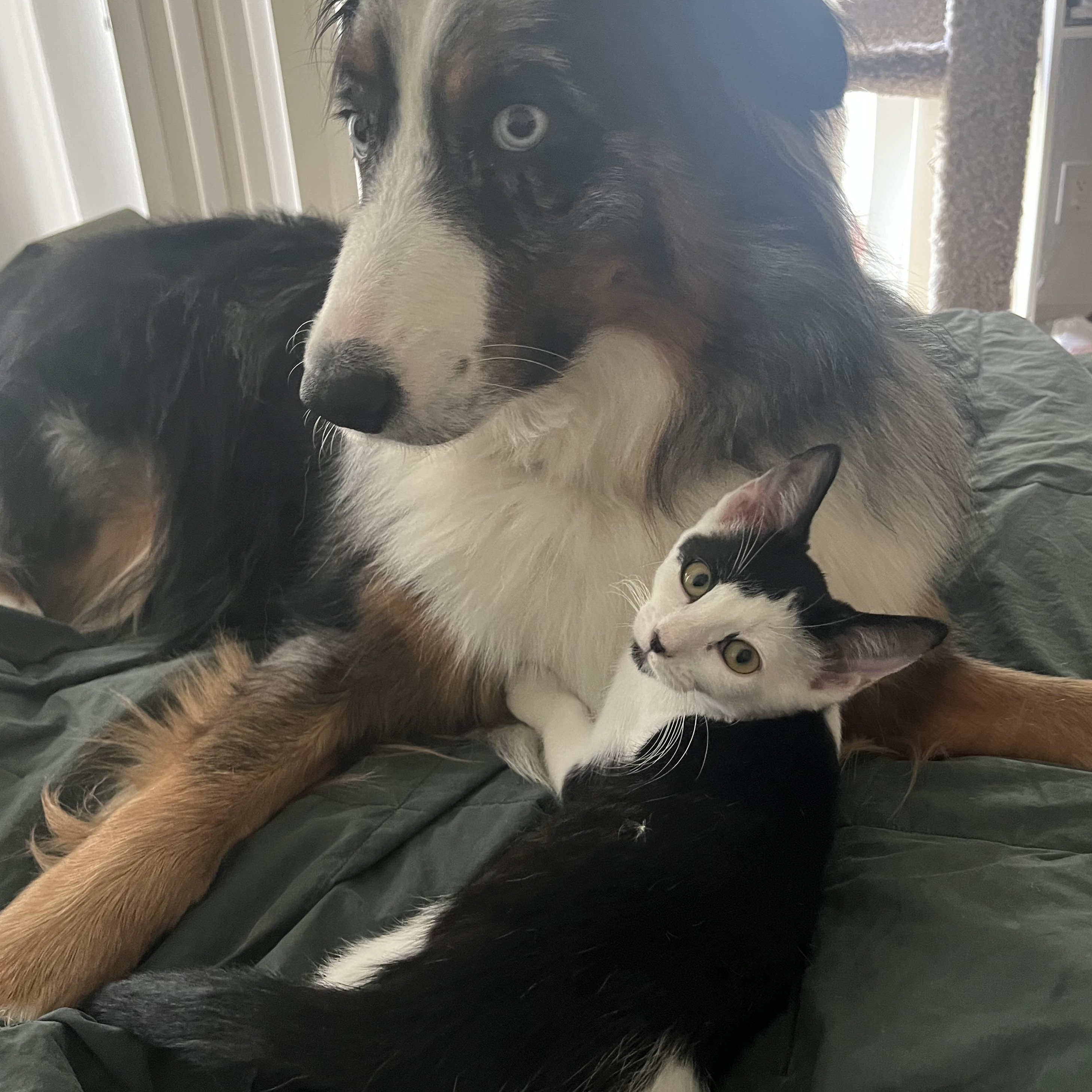 Coraline - Pretty as a Picture! Would Love a Buddy!