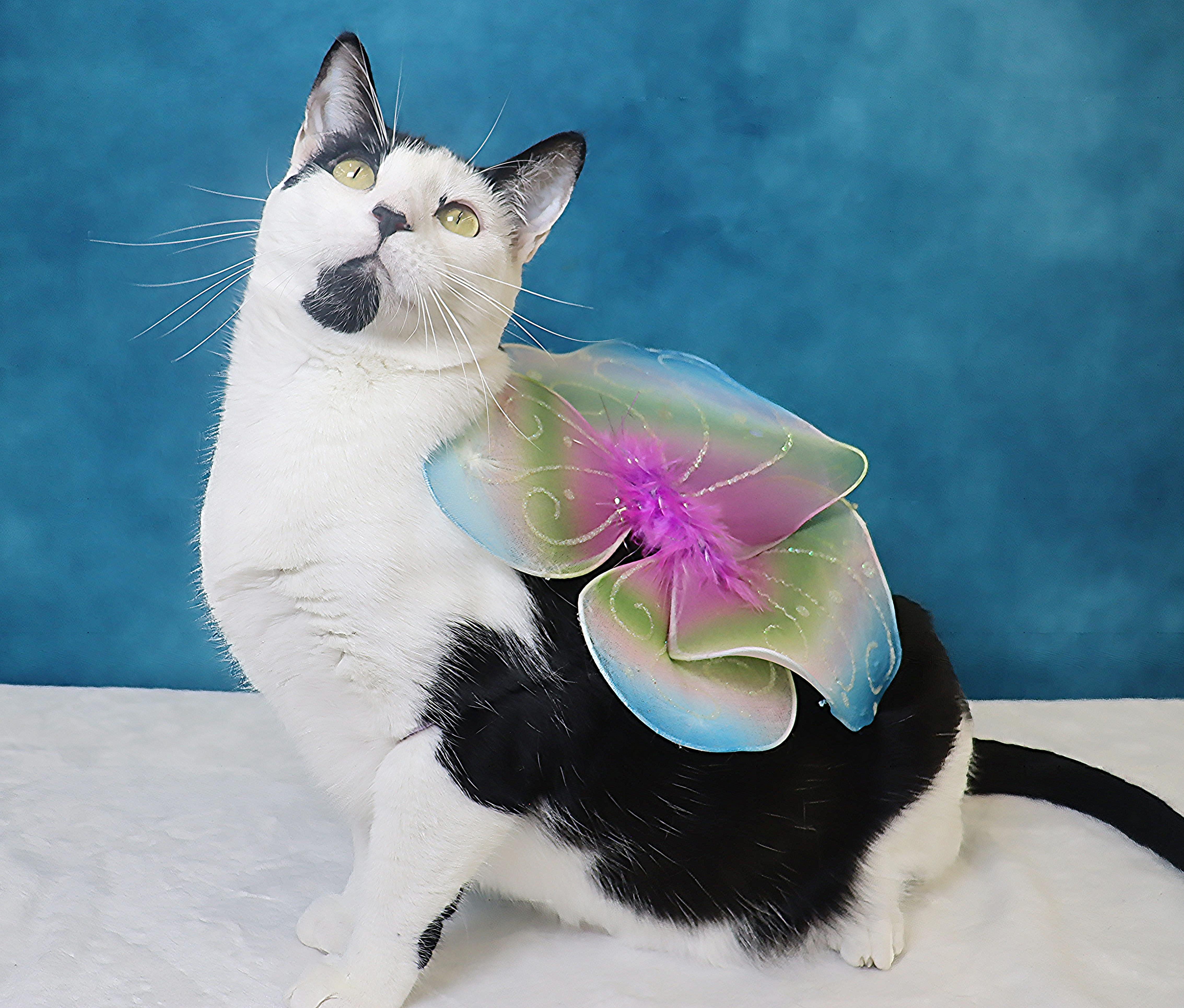 Enlarge Coraline - Loves Being Dramatic, a Adoptable Domestic Short Hair in League City, TX image 6/6