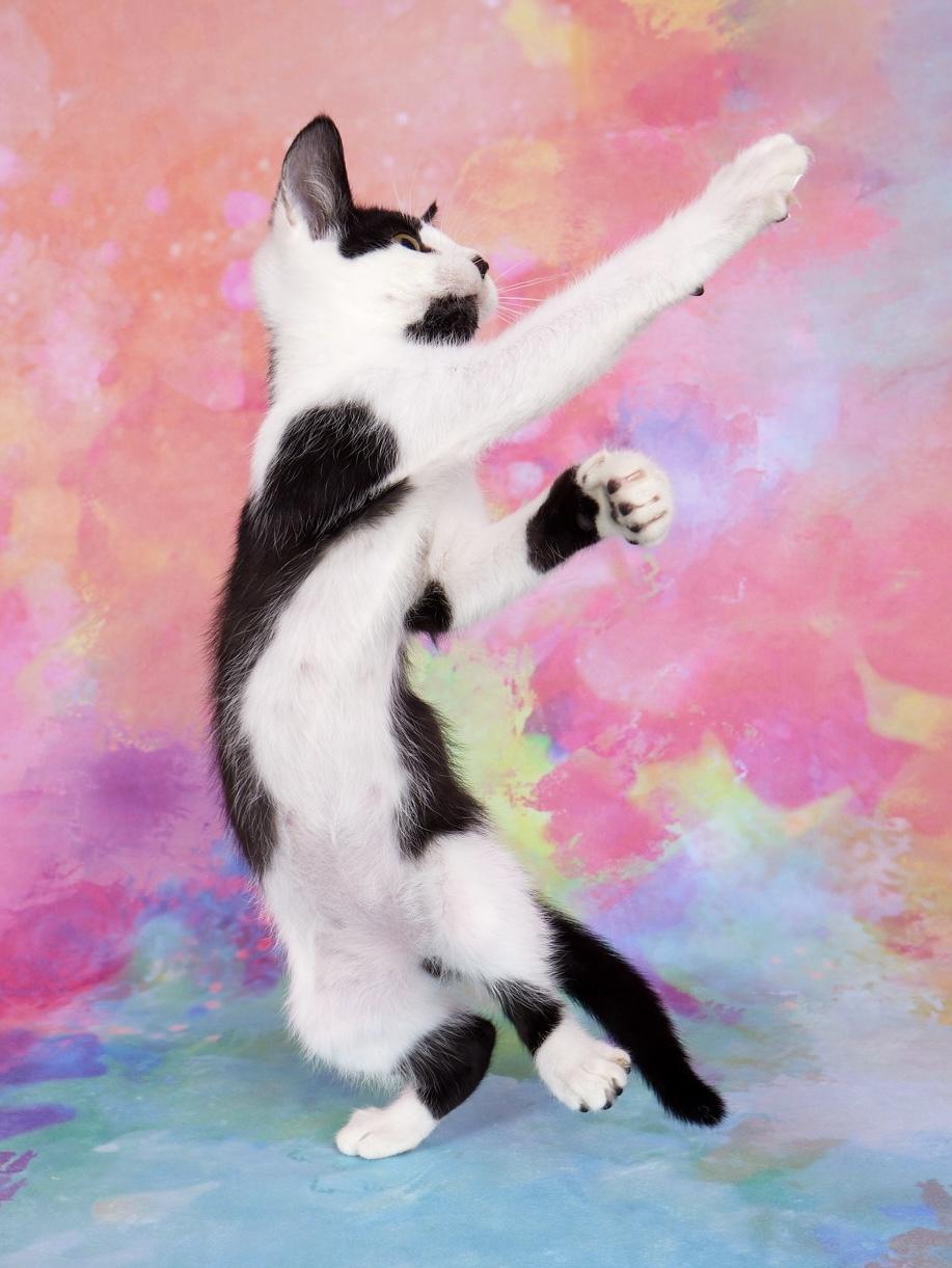 Coraline - Pretty as a Picture! Would Love a Buddy!