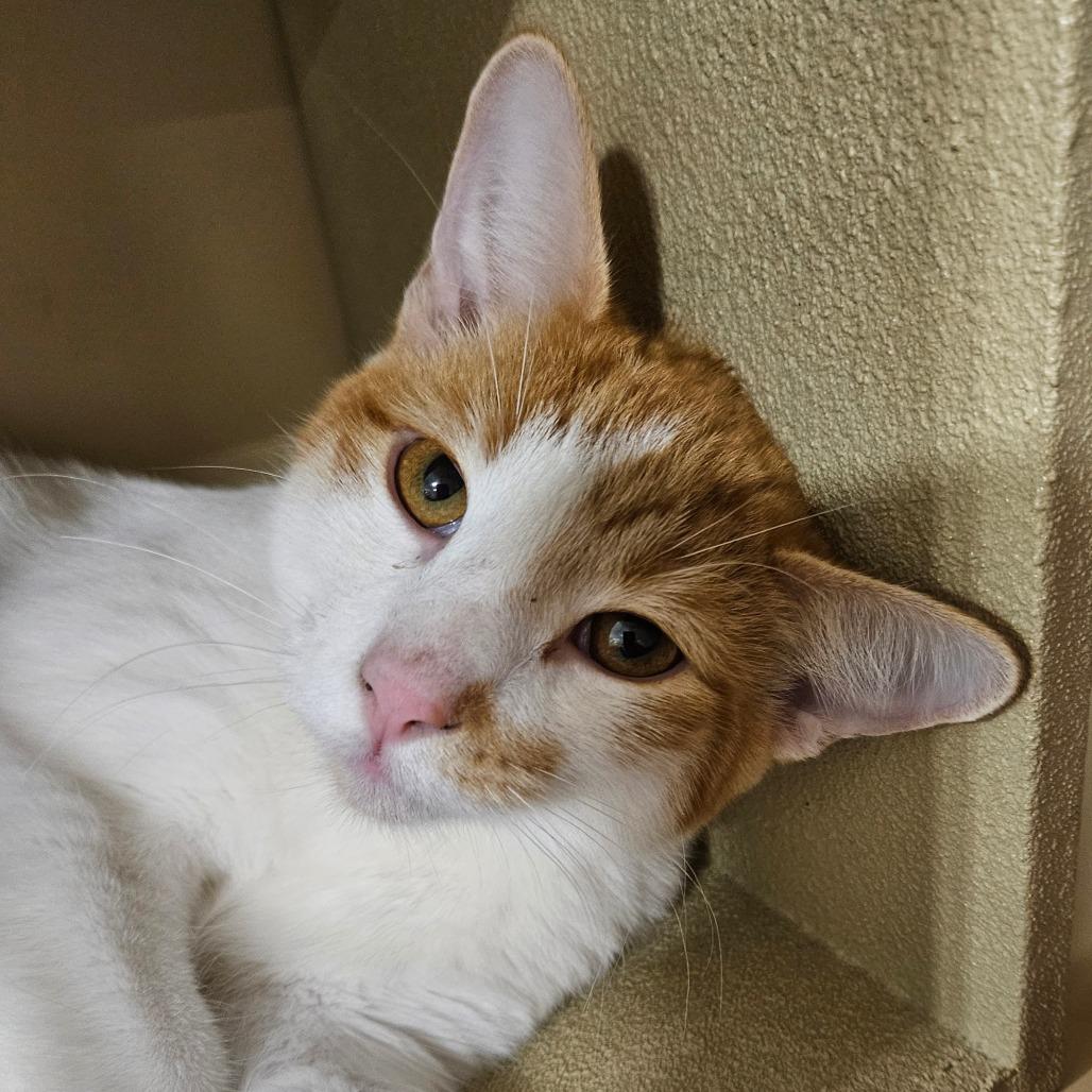 Colby Jack, Adoptable, Young Male Domestic Short Hair & Domestic Short Hair.