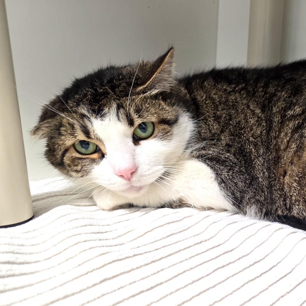 Enlarge Chunky, a Adoptable Domestic Short Hair in Fort Wayne, IN image 1/5