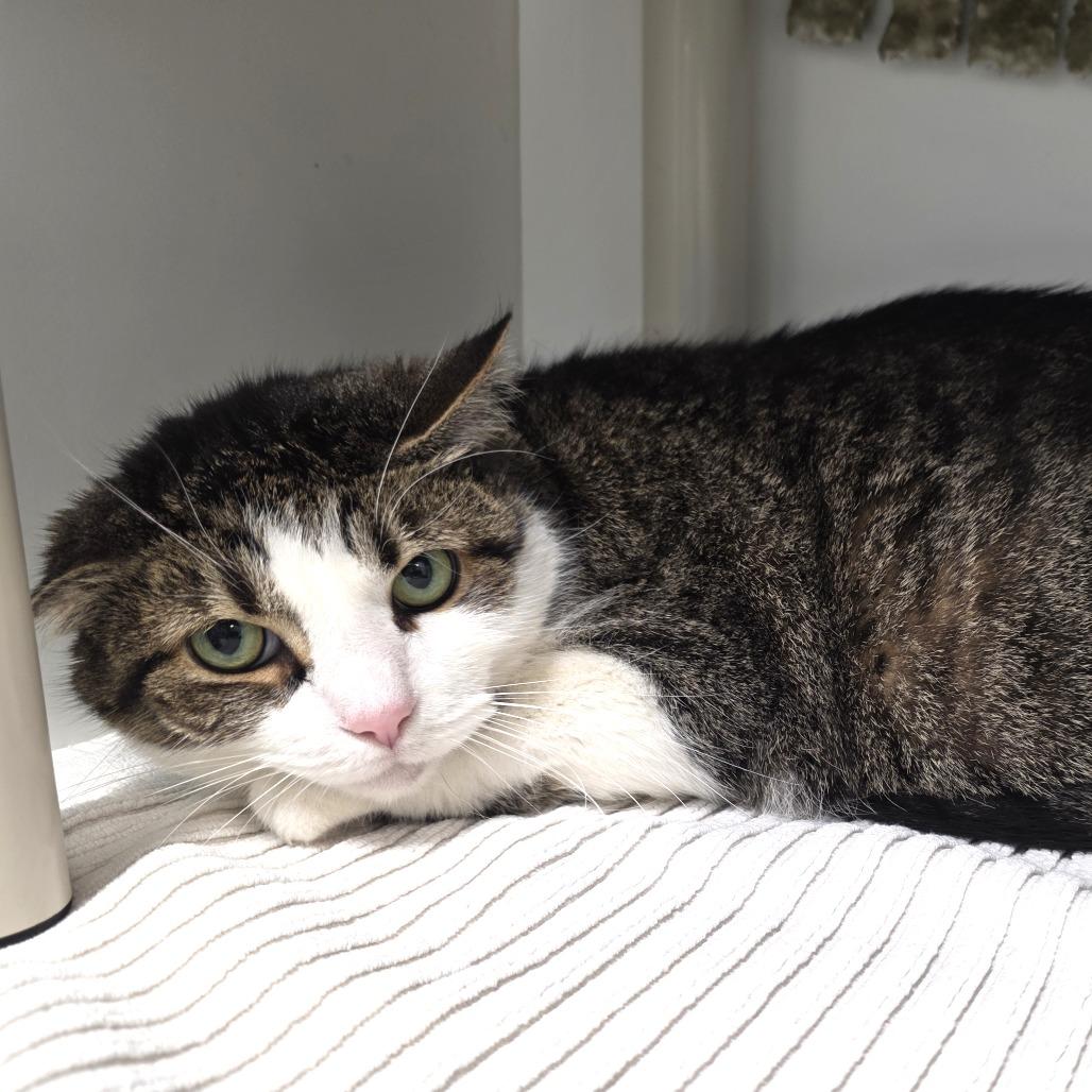 Enlarge Chunky, a Adoptable Domestic Short Hair in Fort Wayne, IN image 2/5