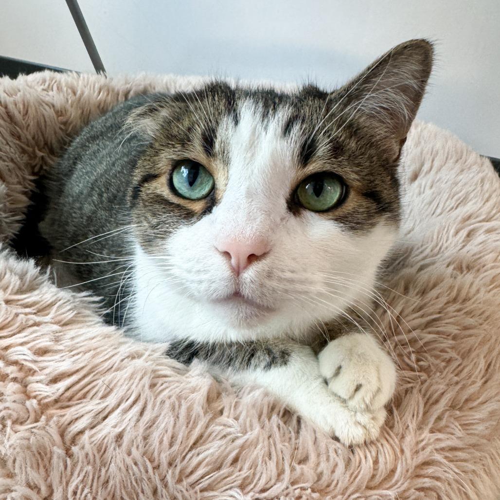 Chunky, Adoptable, Adult Male Domestic Short Hair.
