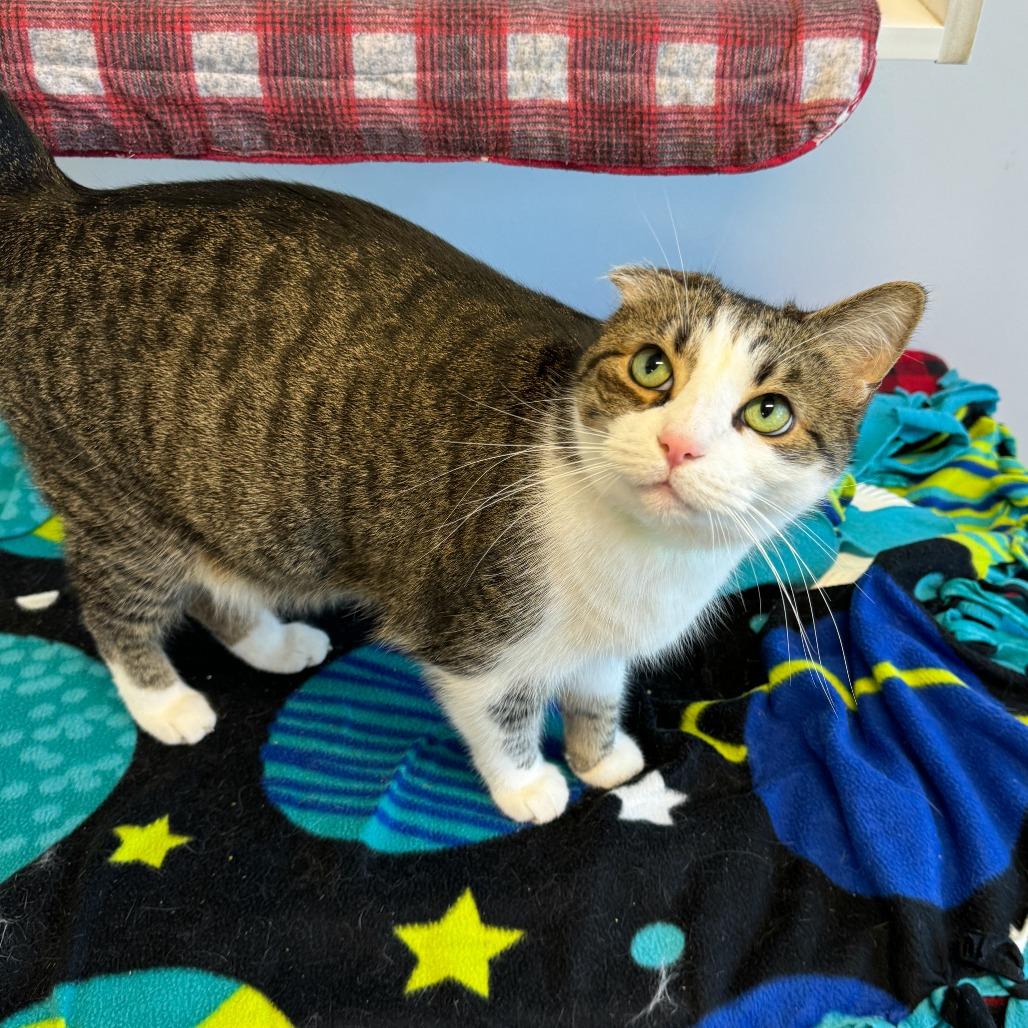 Enlarge Chunky, a Adoptable Domestic Short Hair in Fort Wayne, IN image 2/6