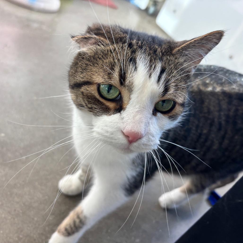 Enlarge Chunky, a Adoptable Domestic Short Hair in Fort Wayne, IN image 3/5