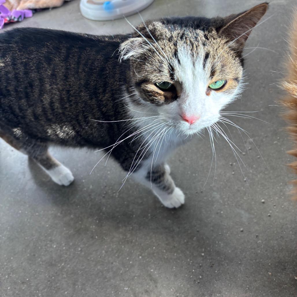 Enlarge Chunky, a Adoptable Domestic Short Hair in Fort Wayne, IN image 4/5