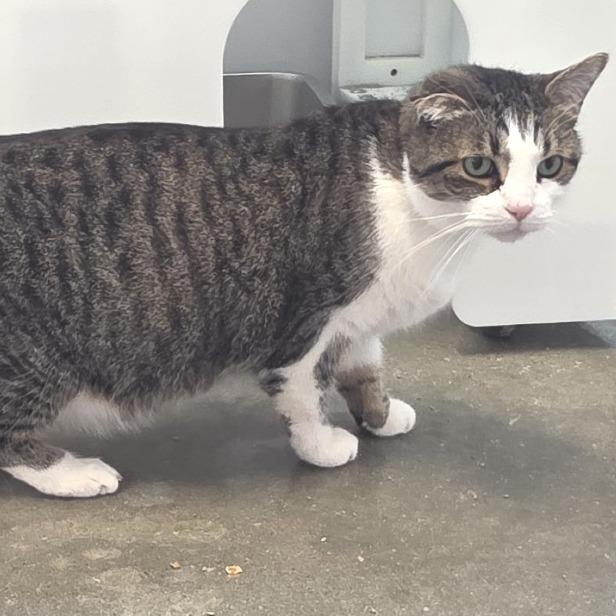 Enlarge Chunky, a Adoptable Domestic Short Hair in Fort Wayne, IN image 5/6