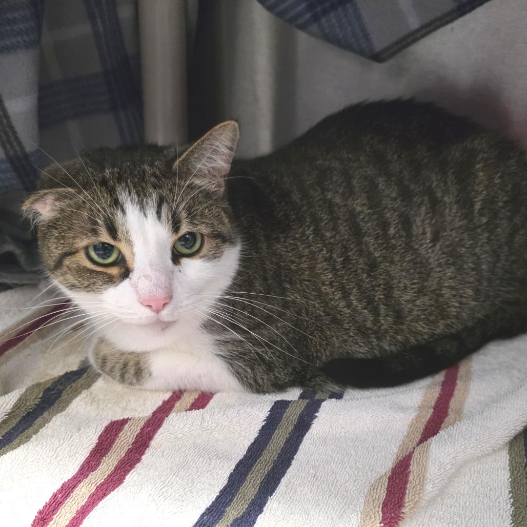 Enlarge Chunky, a Adoptable Domestic Short Hair in Fort Wayne, IN image 5/5