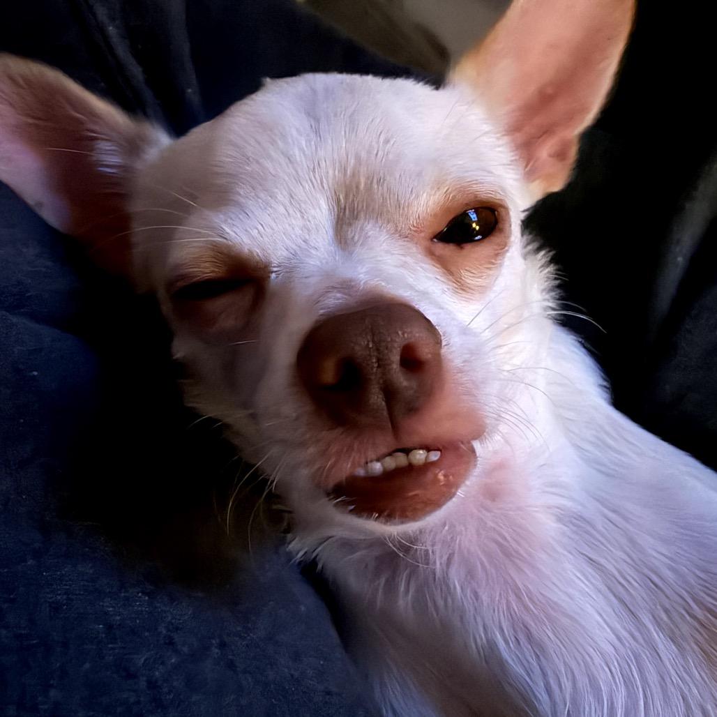 Enlarge Peanut, a Adoptable Chihuahua in Crystal, MN image 1/6