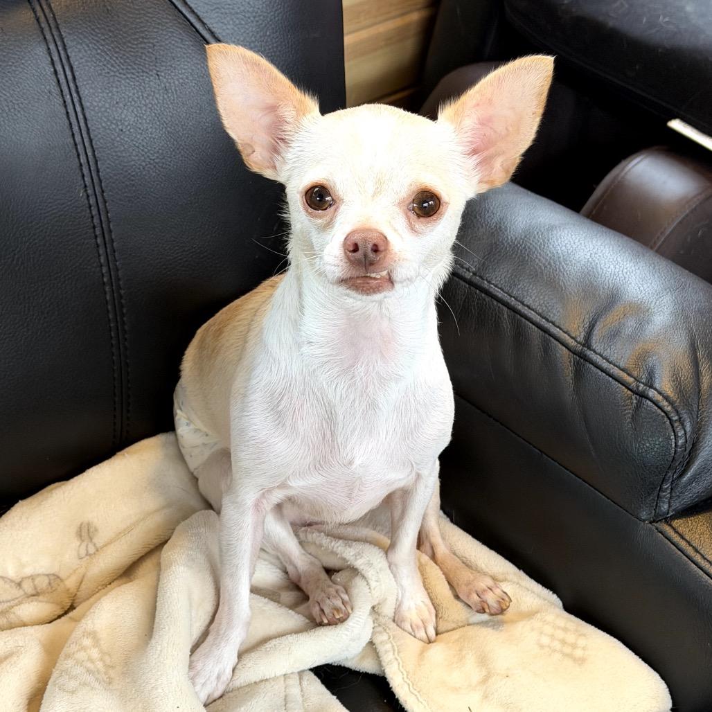 Enlarge Peanut, a Adoptable Chihuahua in Crystal, MN image 2/6