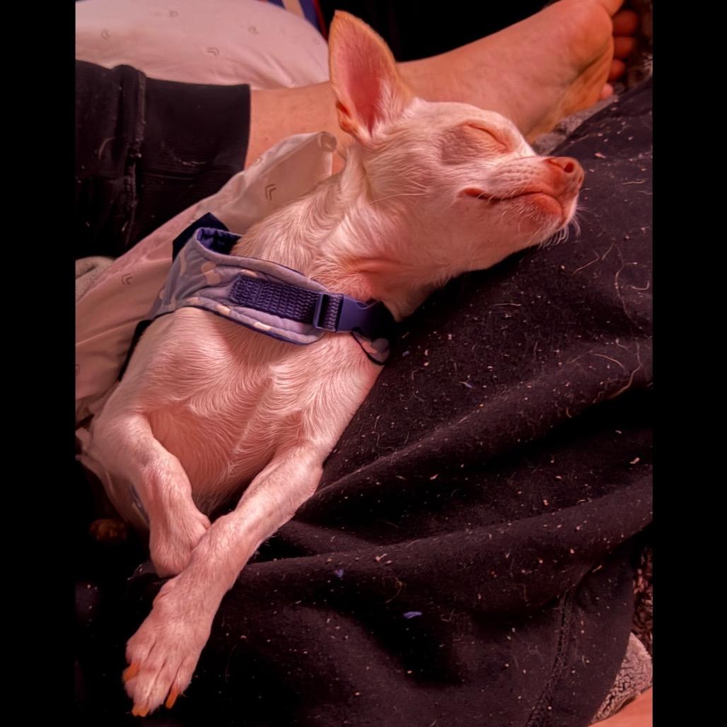Enlarge Peanut, a Adoptable Chihuahua in Crystal, MN image 3/6