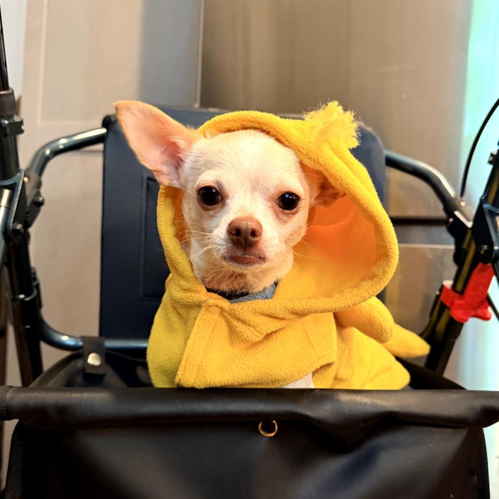 Enlarge Peanut, a Adoptable Chihuahua in Crystal, MN image 5/6