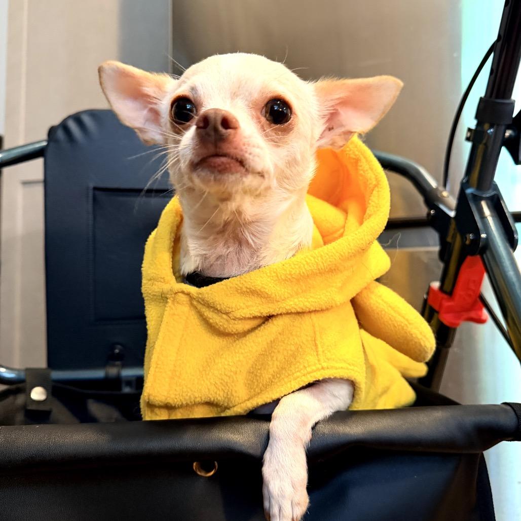 Enlarge Peanut, a Adoptable Chihuahua in Crystal, MN image 6/6