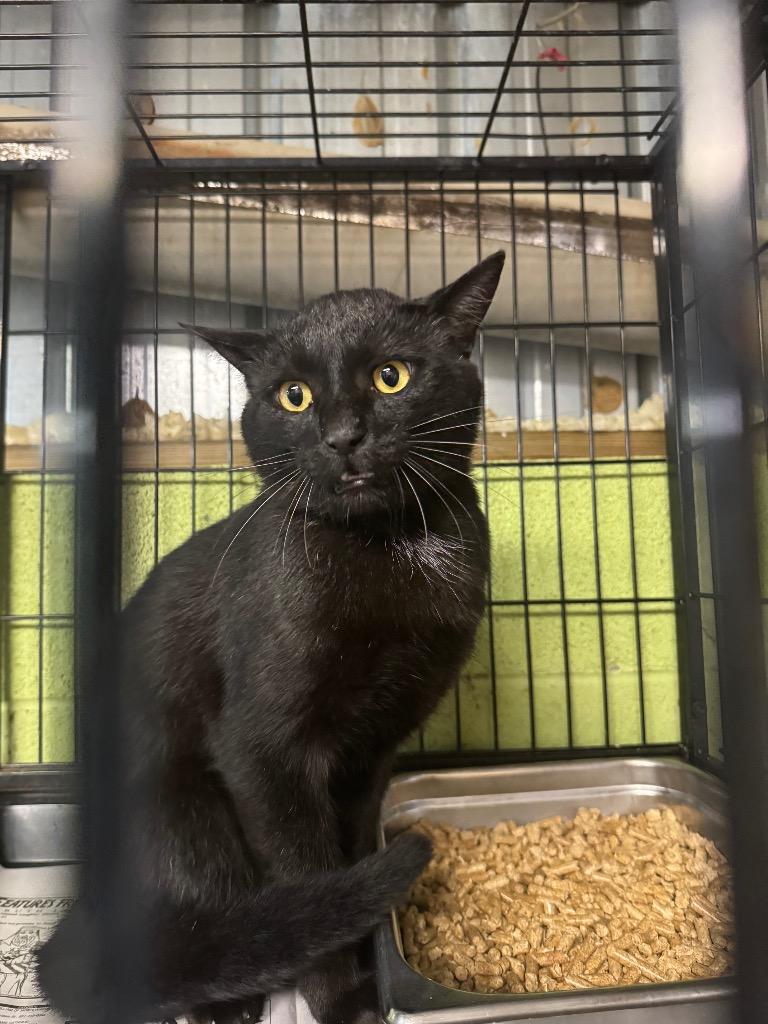 Lubo, a Adoptable mixed breed in Shelbyville, TN image 2/2