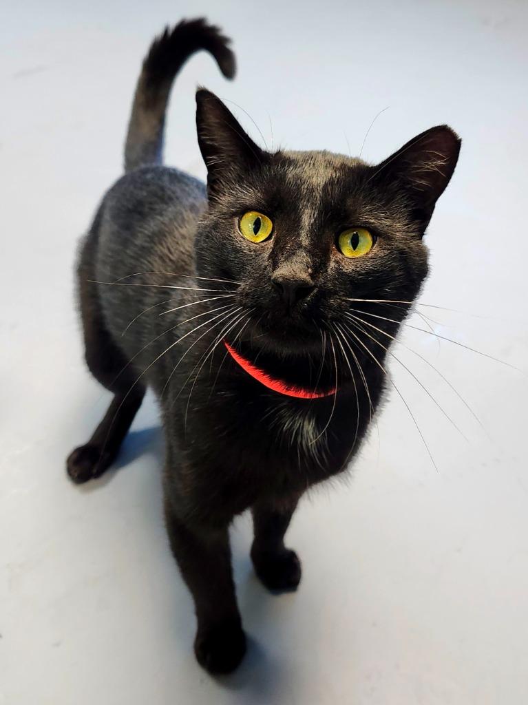 Lubo, a Adoptable mixed breed in Shelbyville, TN image 2/2