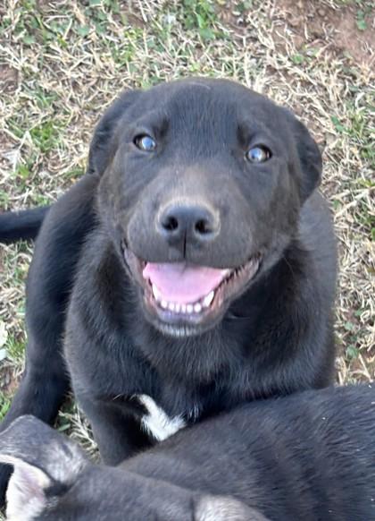 Enlarge Beau 51530, a ADOPTABLE Mixed Breed in Oklahoma City, OK image 1/1