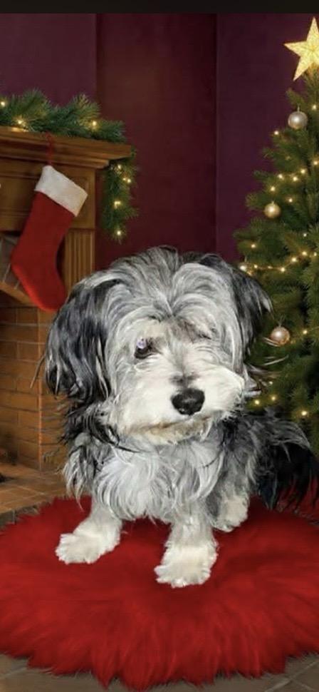 Enlarge Henry, an adopted mixed breed in Wauseon, OH image 1/3