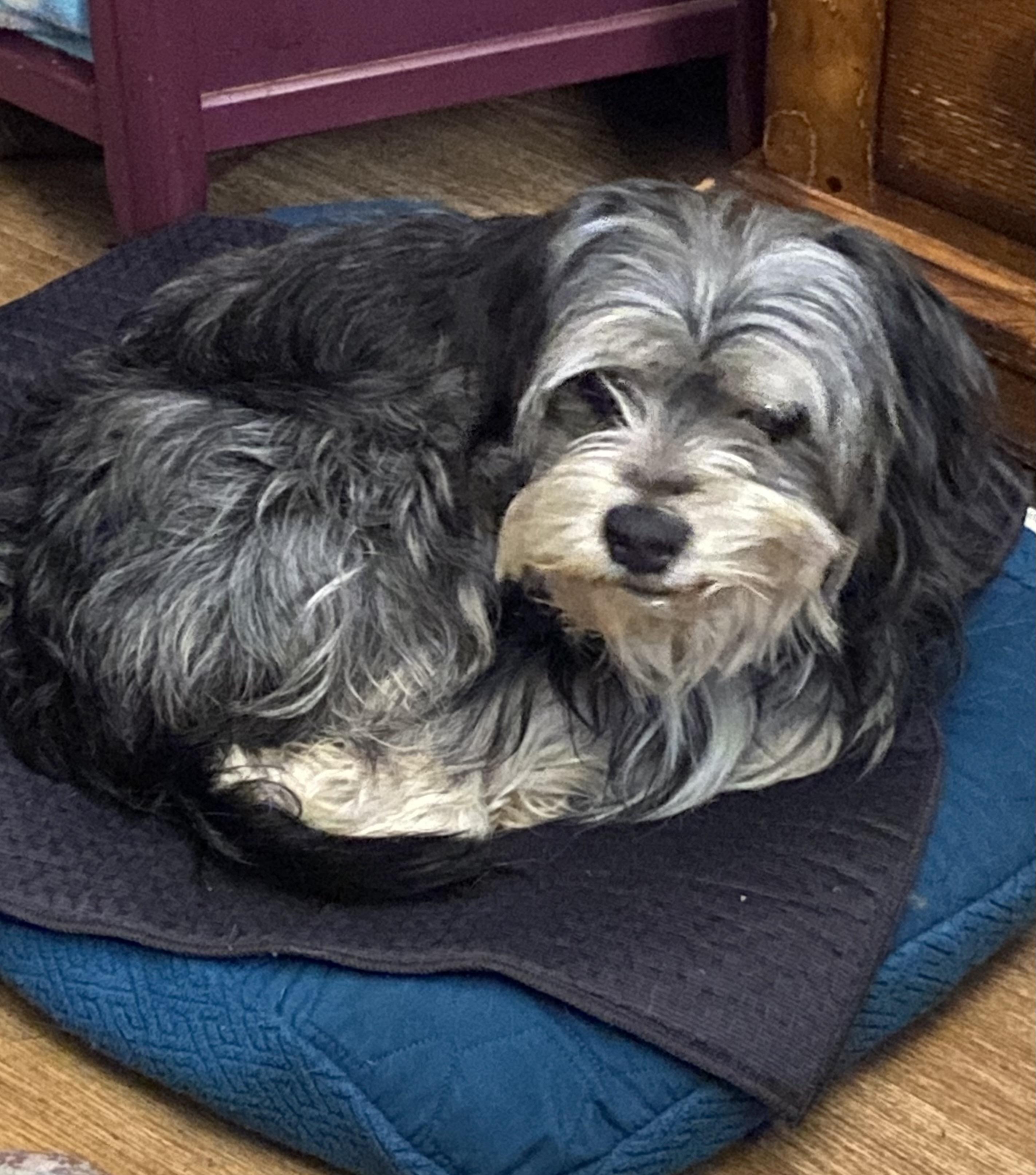 Enlarge Henry, an adopted mixed breed in Wauseon, OH image 2/3