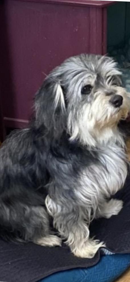 Enlarge Henry, an adopted mixed breed in Wauseon, OH image 3/3