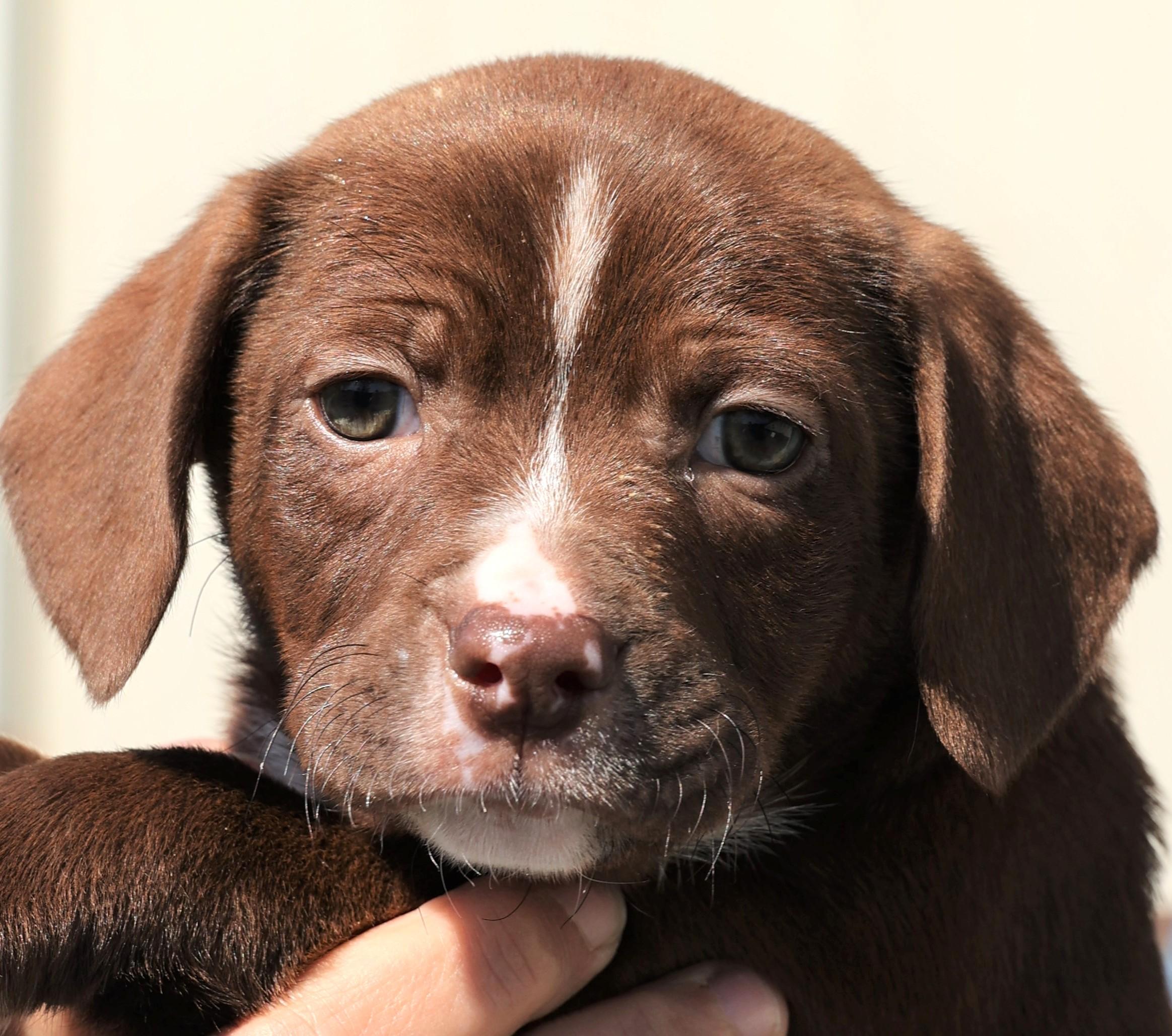 Pierce - Available! www.LHAR.dog to Apply!, adoptable, Puppy Male Terrier & Pug.