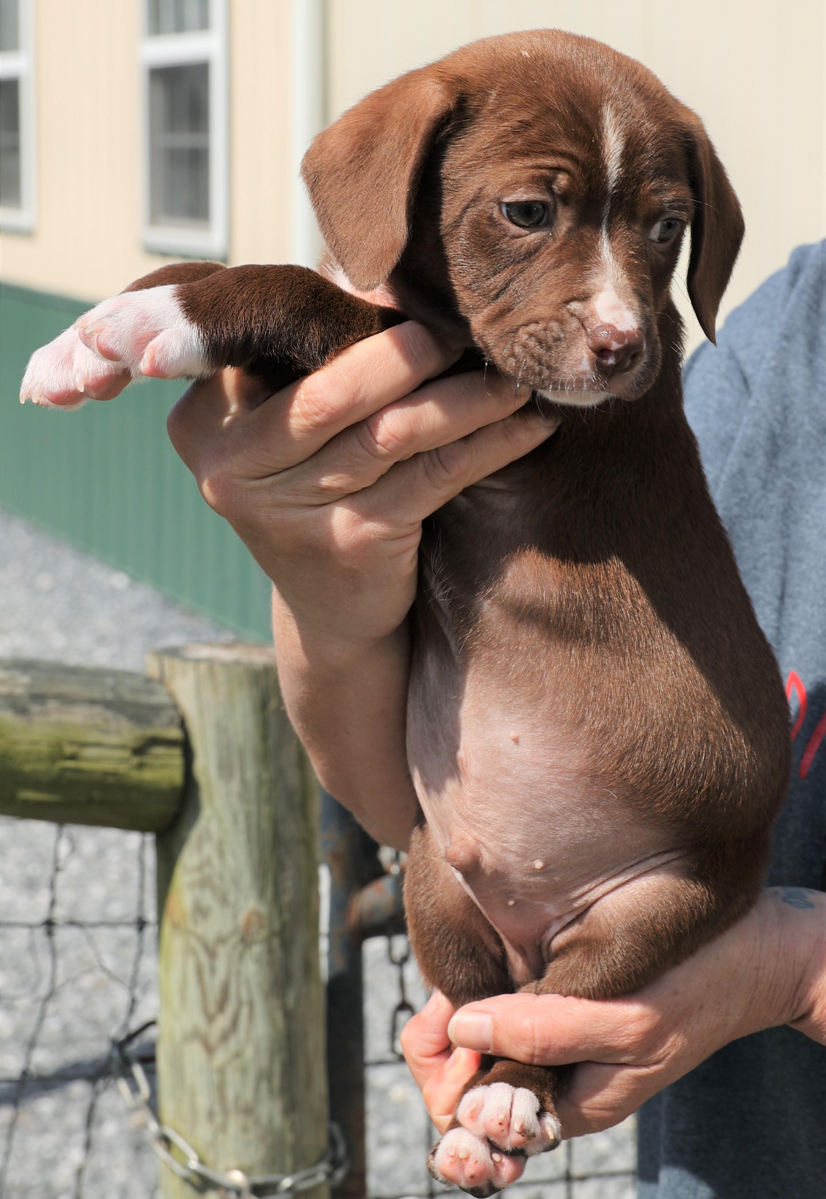 Enlarge Pierce - Available! www.LHAR.dog to Apply!, an adoptable mixed breed in Frederick, MD image 5/5