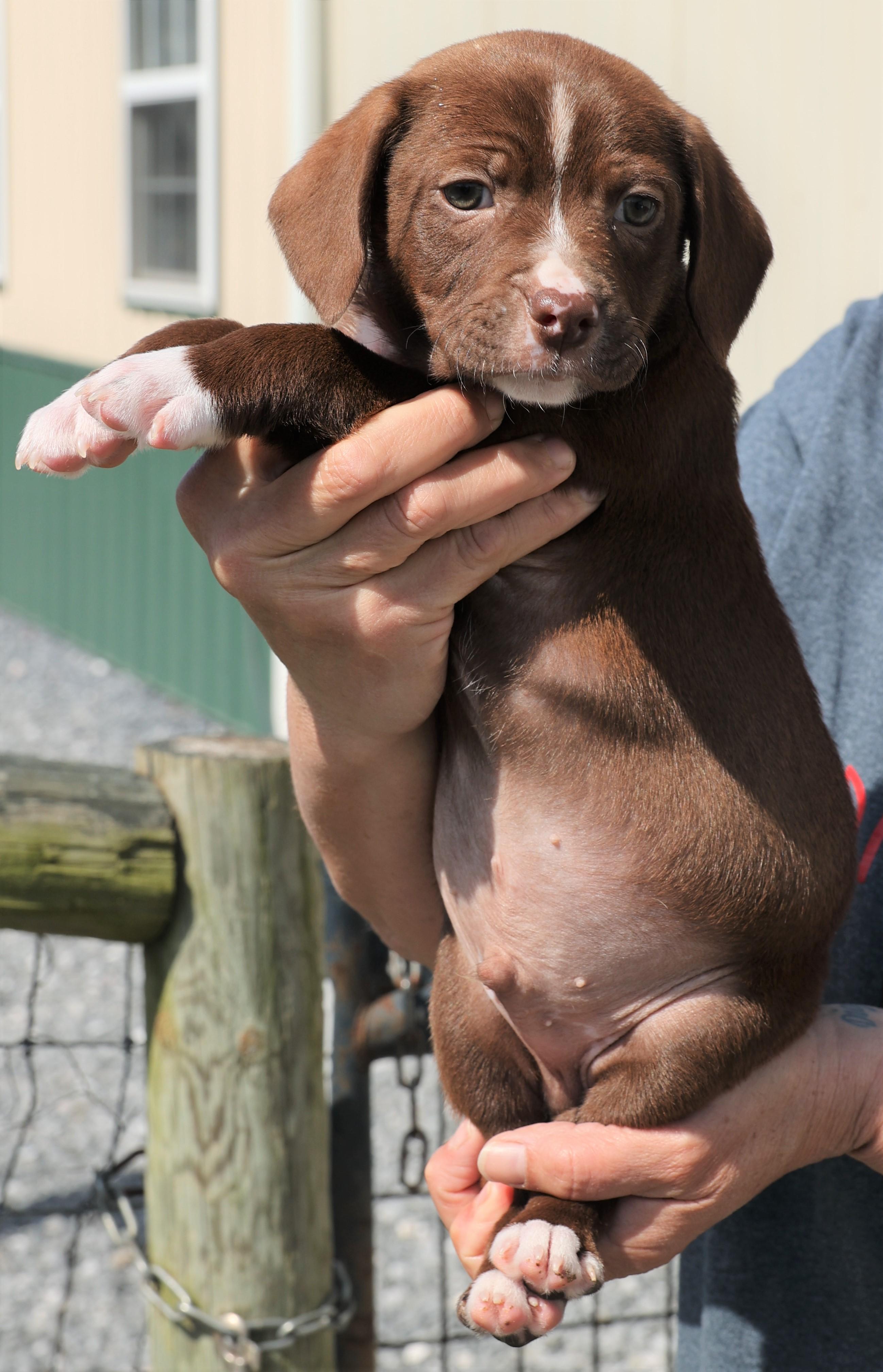 Enlarge Pierce - Available! www.LHAR.dog to Apply!, an adoptable mixed breed in Frederick, MD image 4/5