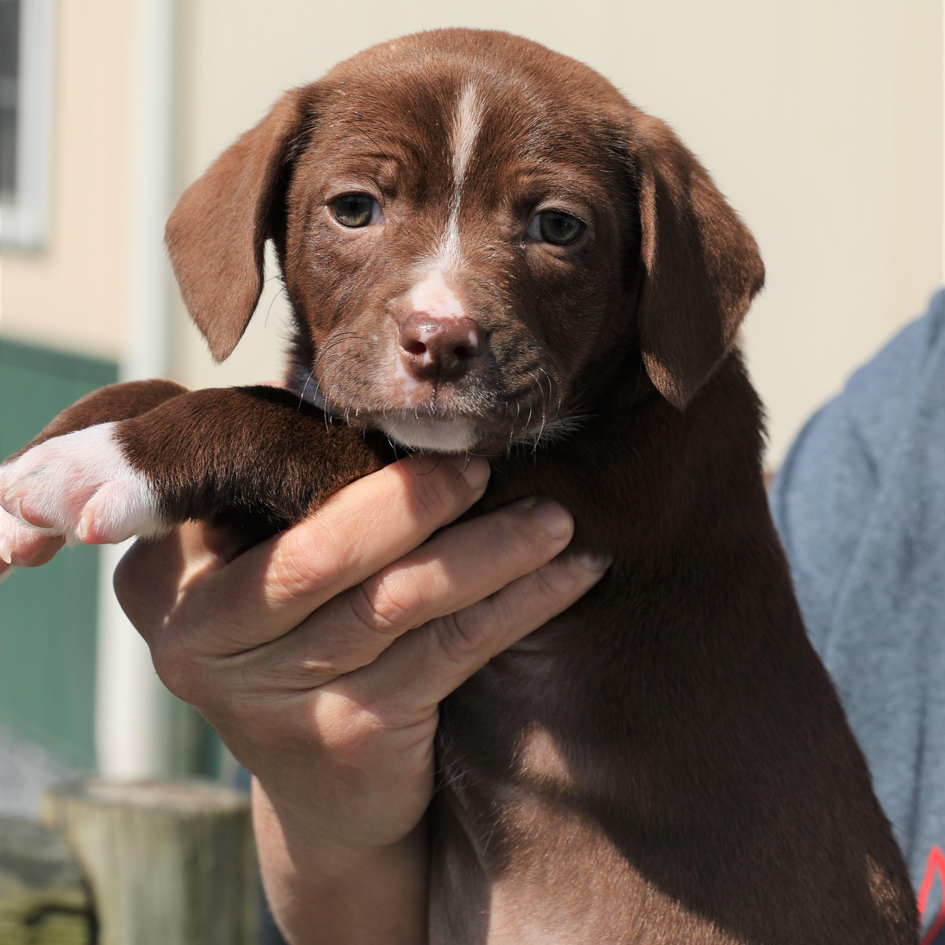 Enlarge Pierce - Available! www.LHAR.dog to Apply!, an adoptable mixed breed in Frederick, MD image 2/5