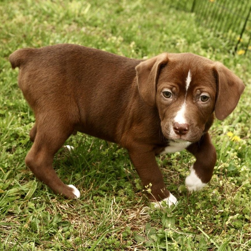 Enlarge Pierce - Available! www.LHAR.dog to Apply!, an adoptable mixed breed in Frederick, MD image 2/6