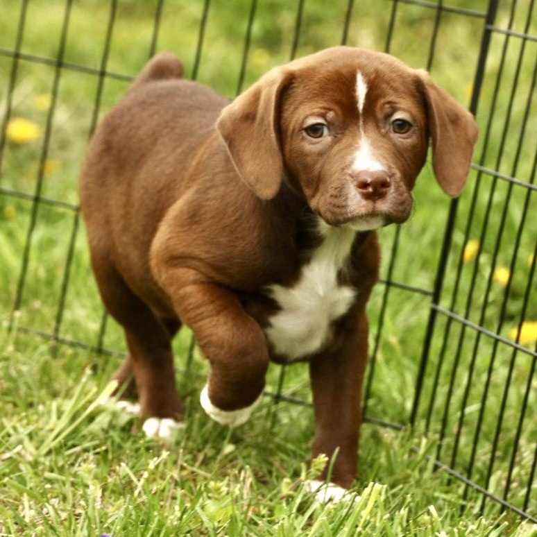 Pierce - Available! www.LHAR.dog to Apply!, adoptable, Puppy Male Terrier & Pug.