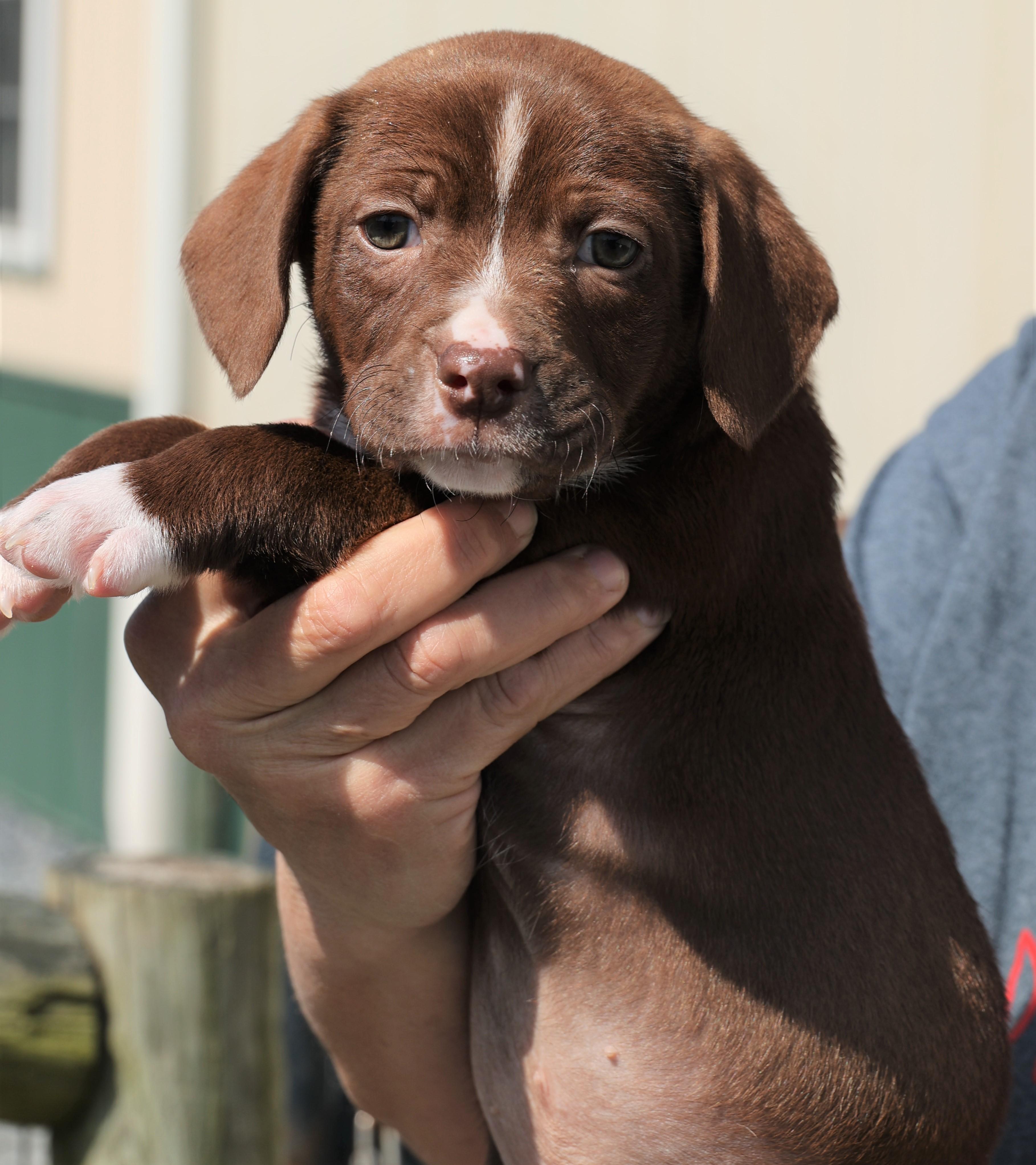 Enlarge Pierce - Available! www.LHAR.dog to Apply!, an adoptable mixed breed in Frederick, MD image 5/6