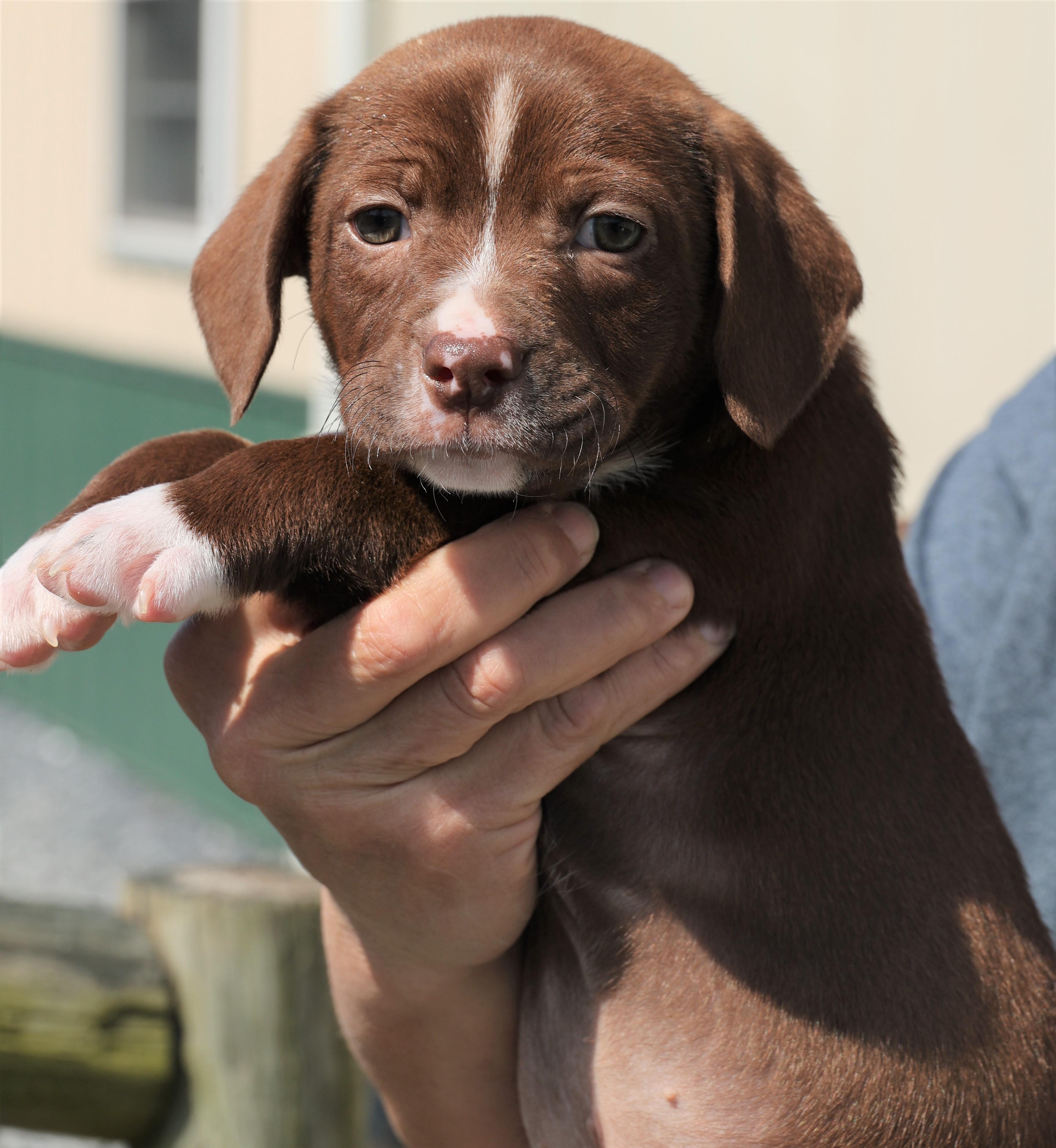 Enlarge Pierce - Available! www.LHAR.dog to Apply!, an adoptable mixed breed in Frederick, MD image 3/5