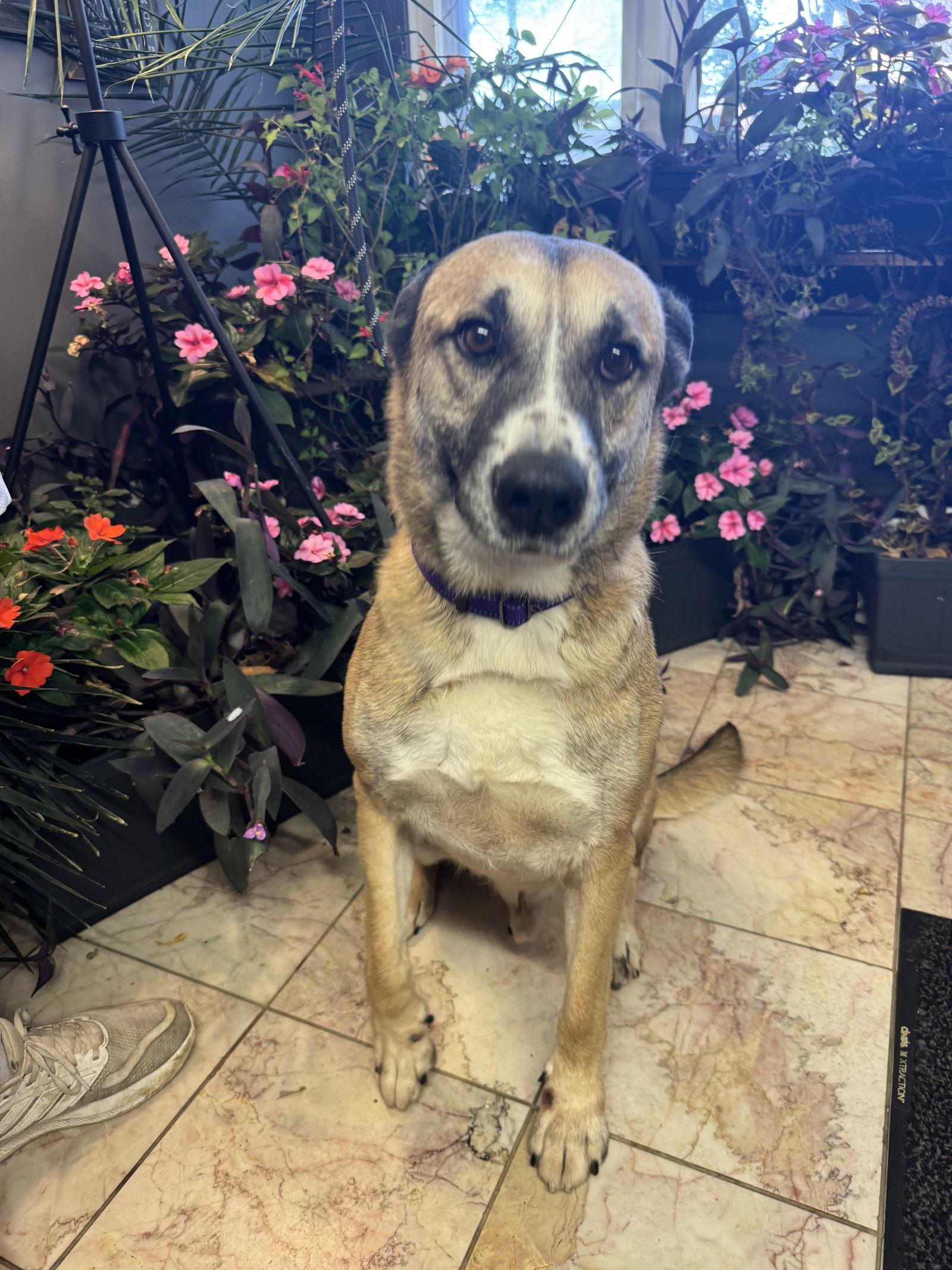 Enlarge Jack, a Adopted German Shepherd Dog in Leavenworth, KS image 1/3