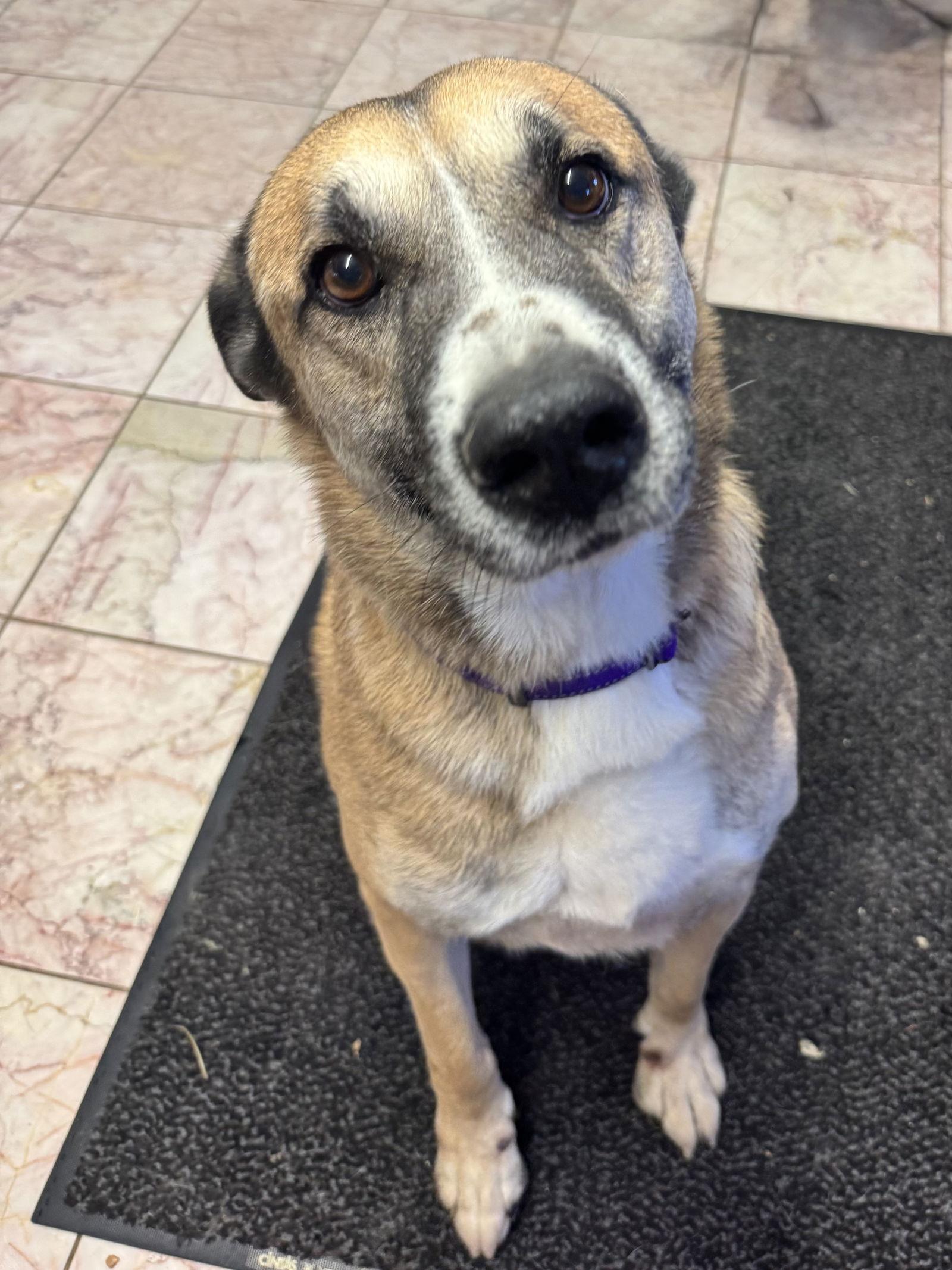 Enlarge Jack, a Adopted German Shepherd Dog in Leavenworth, KS image 3/3