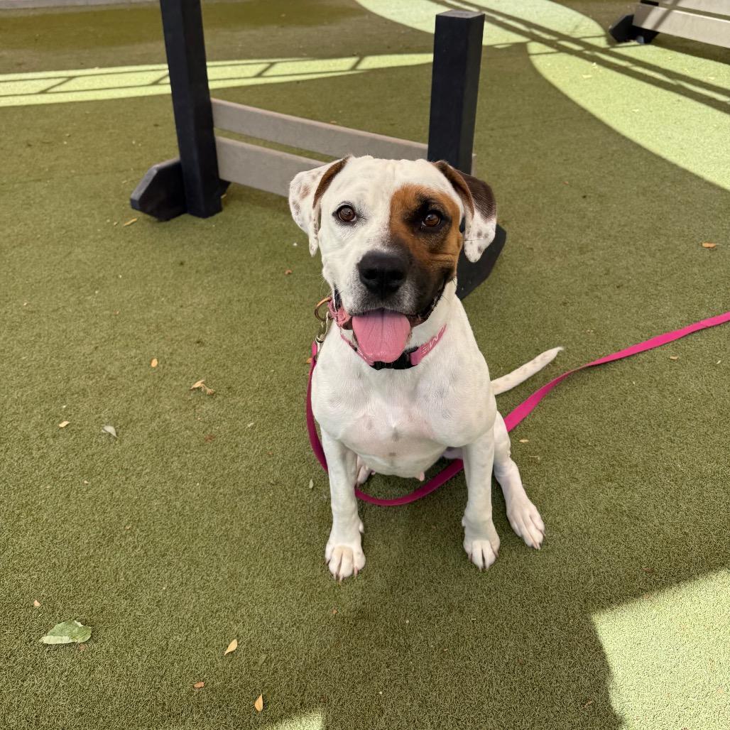 Iridessa, Adoptable, Adult Female Boxer & Pit Bull Terrier.
