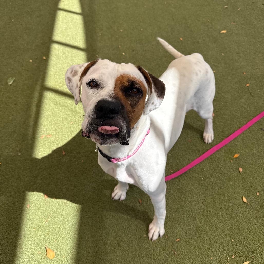 Enlarge Iridessa, a Adoptable mixed breed in Albuquerque, NM image 2/6