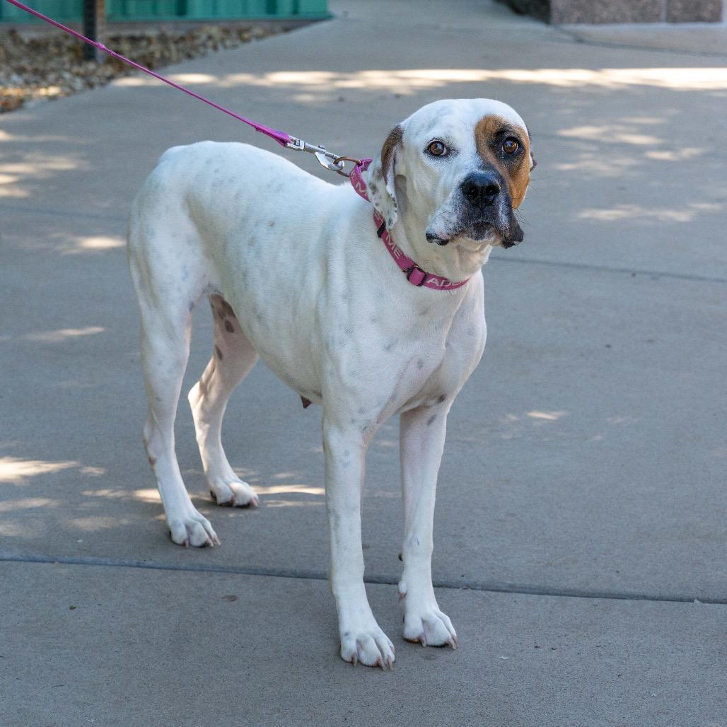 Iridessa, a Adoptable mixed breed in Albuquerque, NM image 1/5
