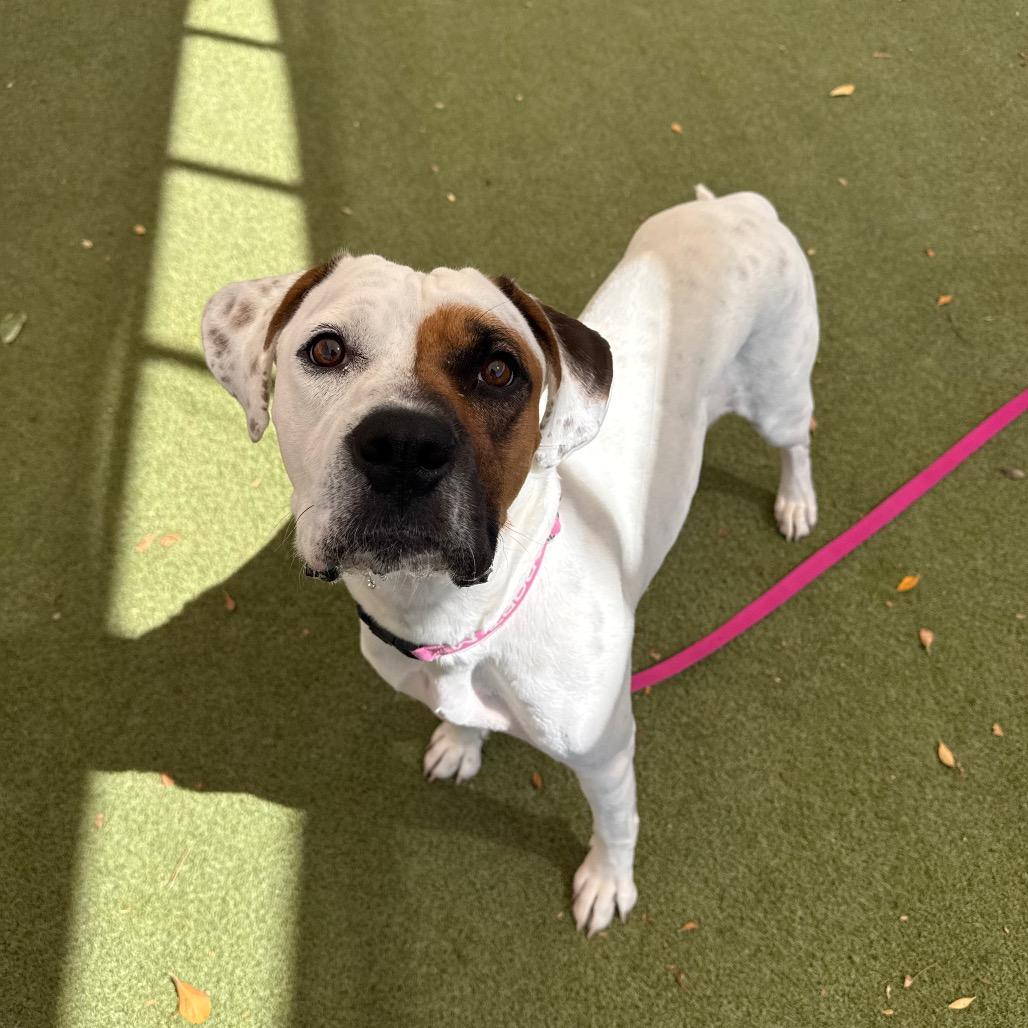 Enlarge Iridessa, a Adoptable mixed breed in Albuquerque, NM image 4/6