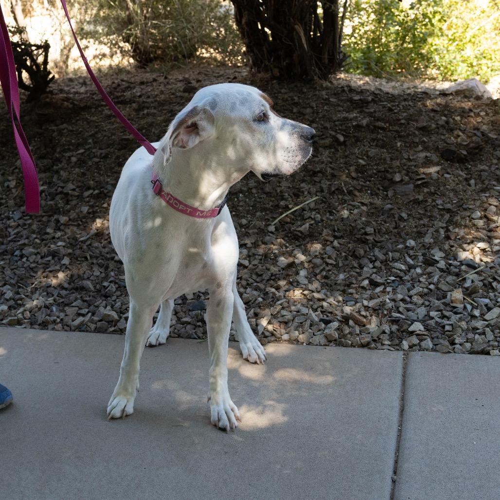 Iridessa, a Adoptable mixed breed in Albuquerque, NM image 2/5