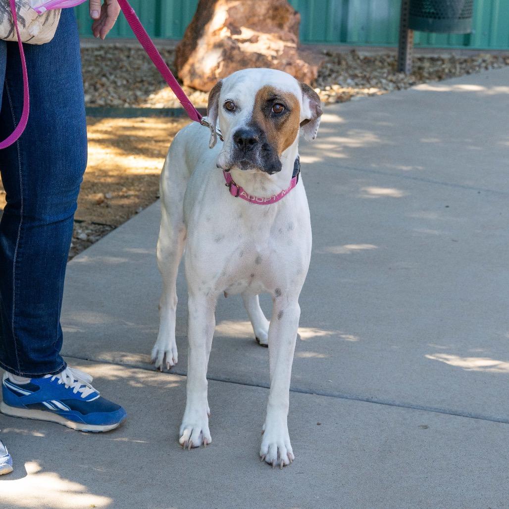 Iridessa, a Adoptable mixed breed in Albuquerque, NM image 3/5