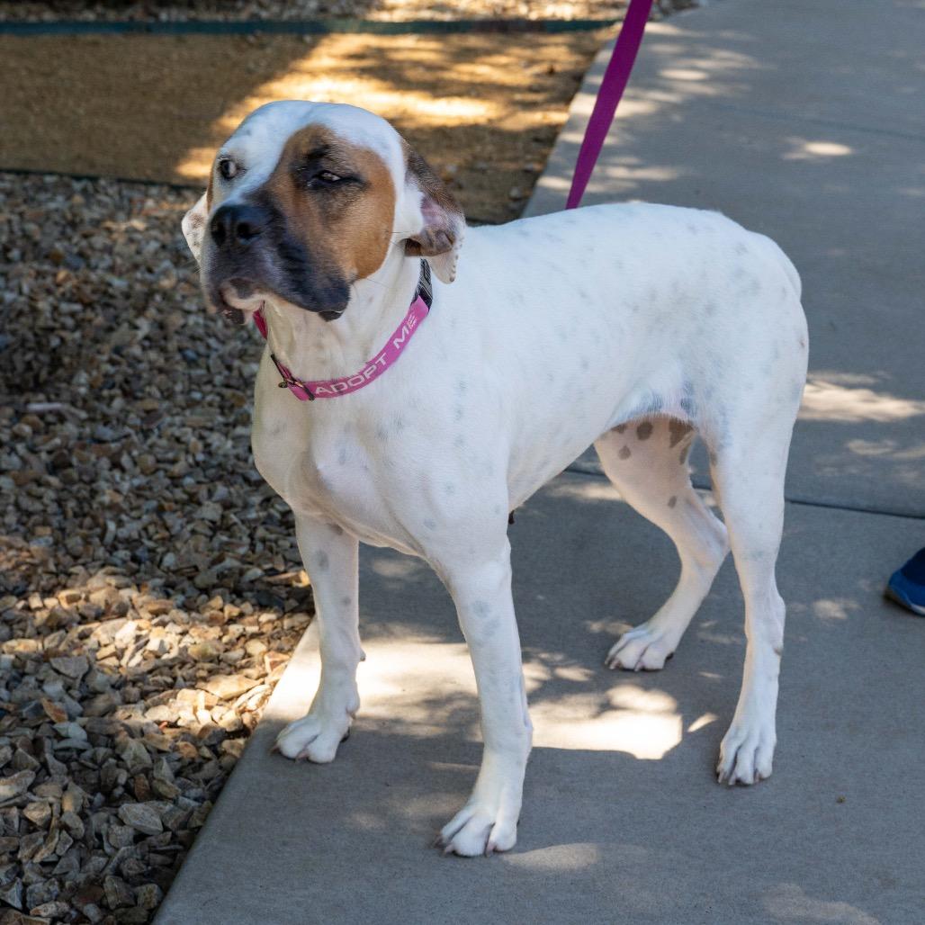Iridessa, a Adoptable mixed breed in Albuquerque, NM image 4/5