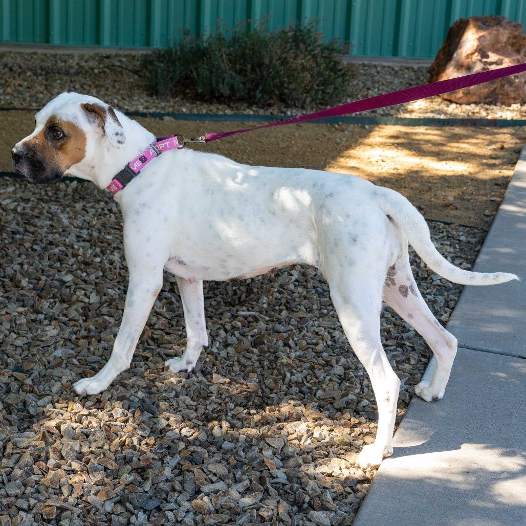Iridessa, a Adoptable mixed breed in Albuquerque, NM image 5/5